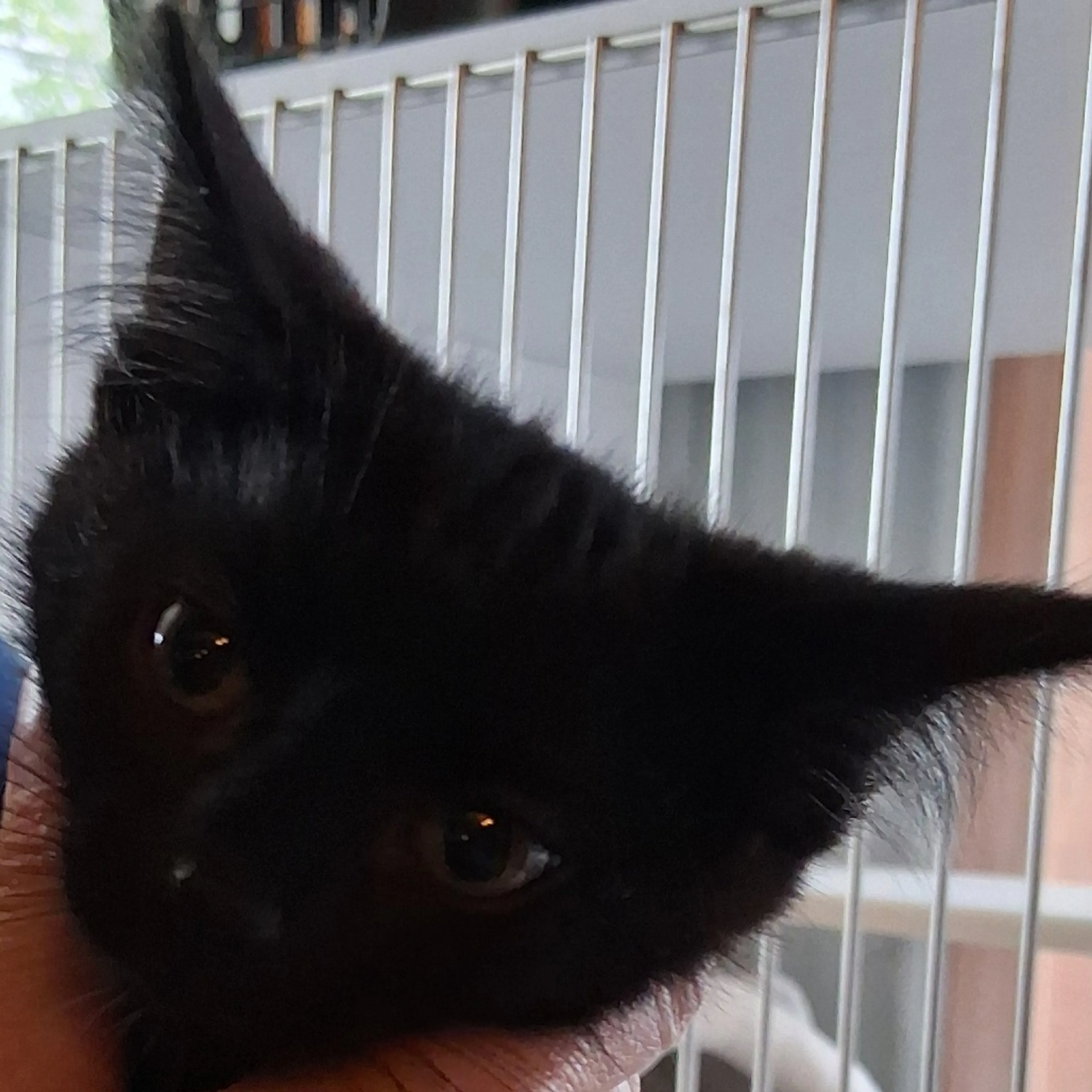 Found pet-1