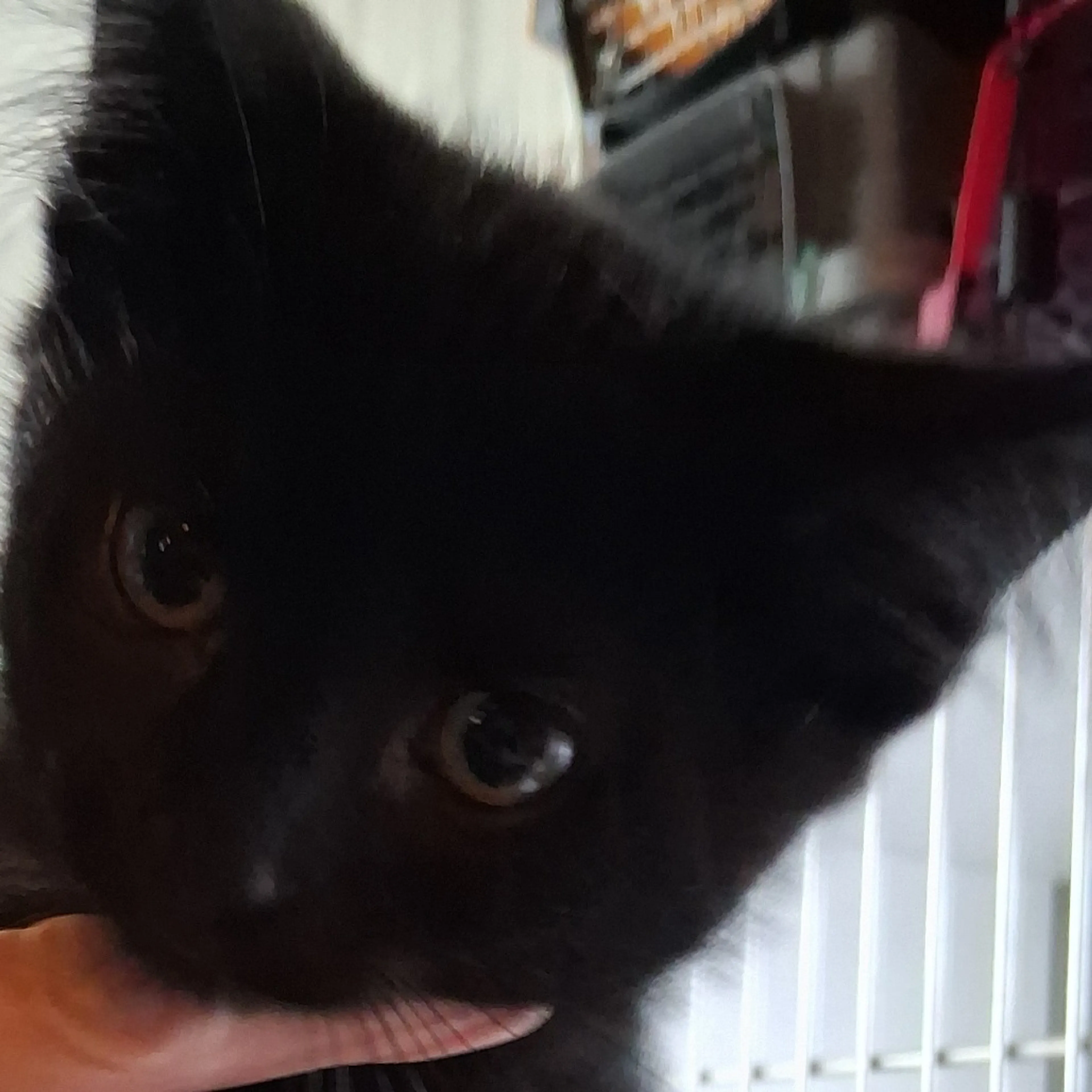 Found pet-1
