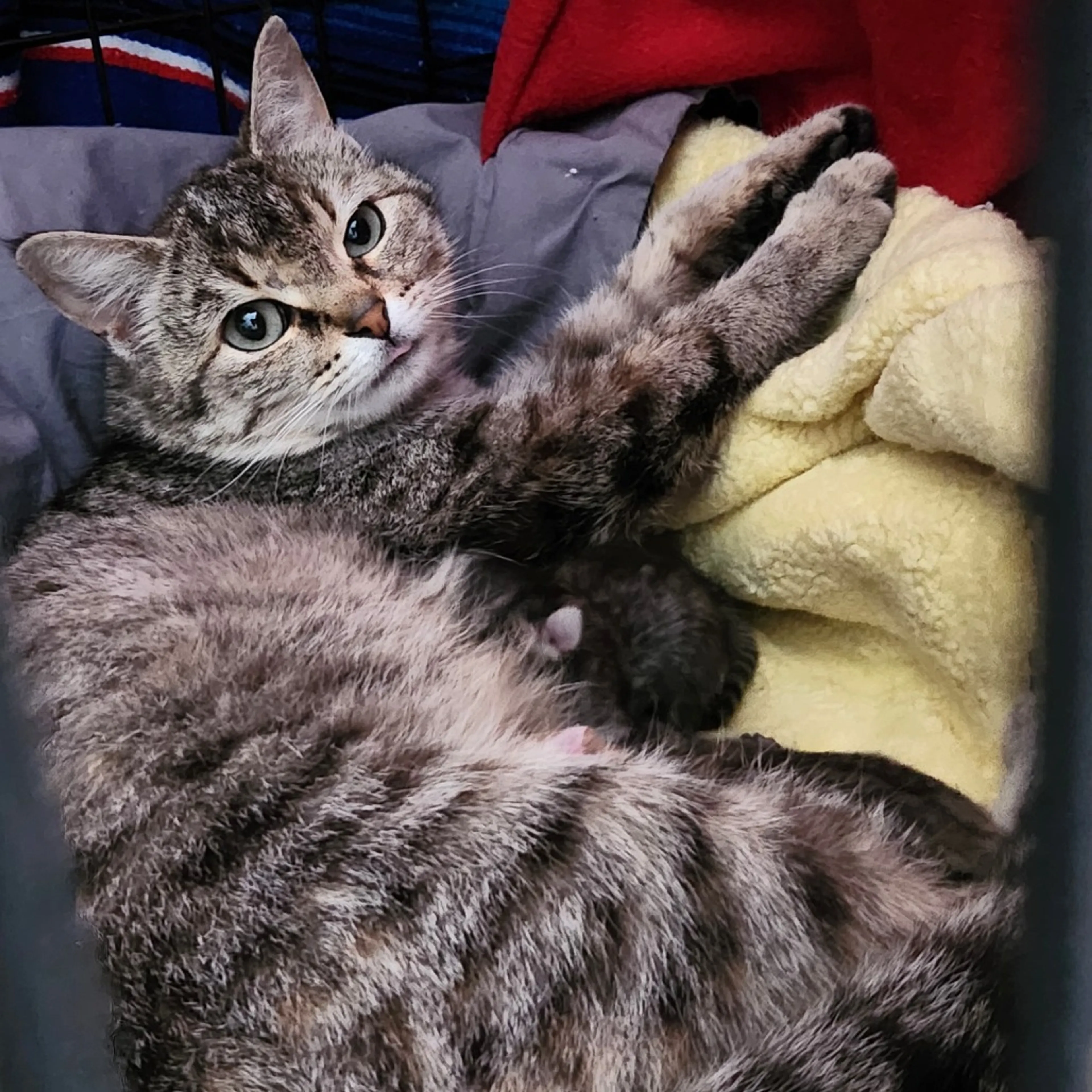 Found pet-0
