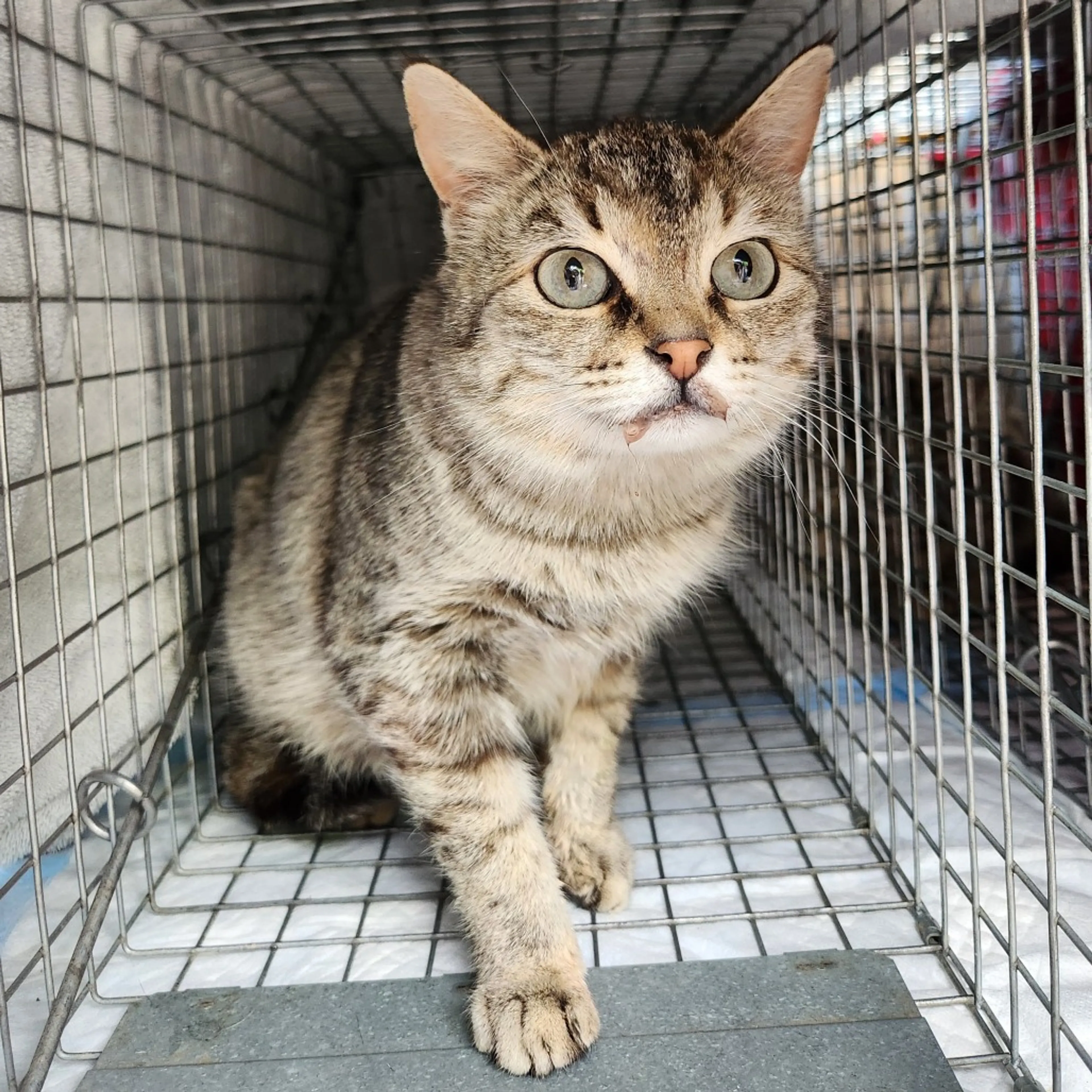 Found pet-1
