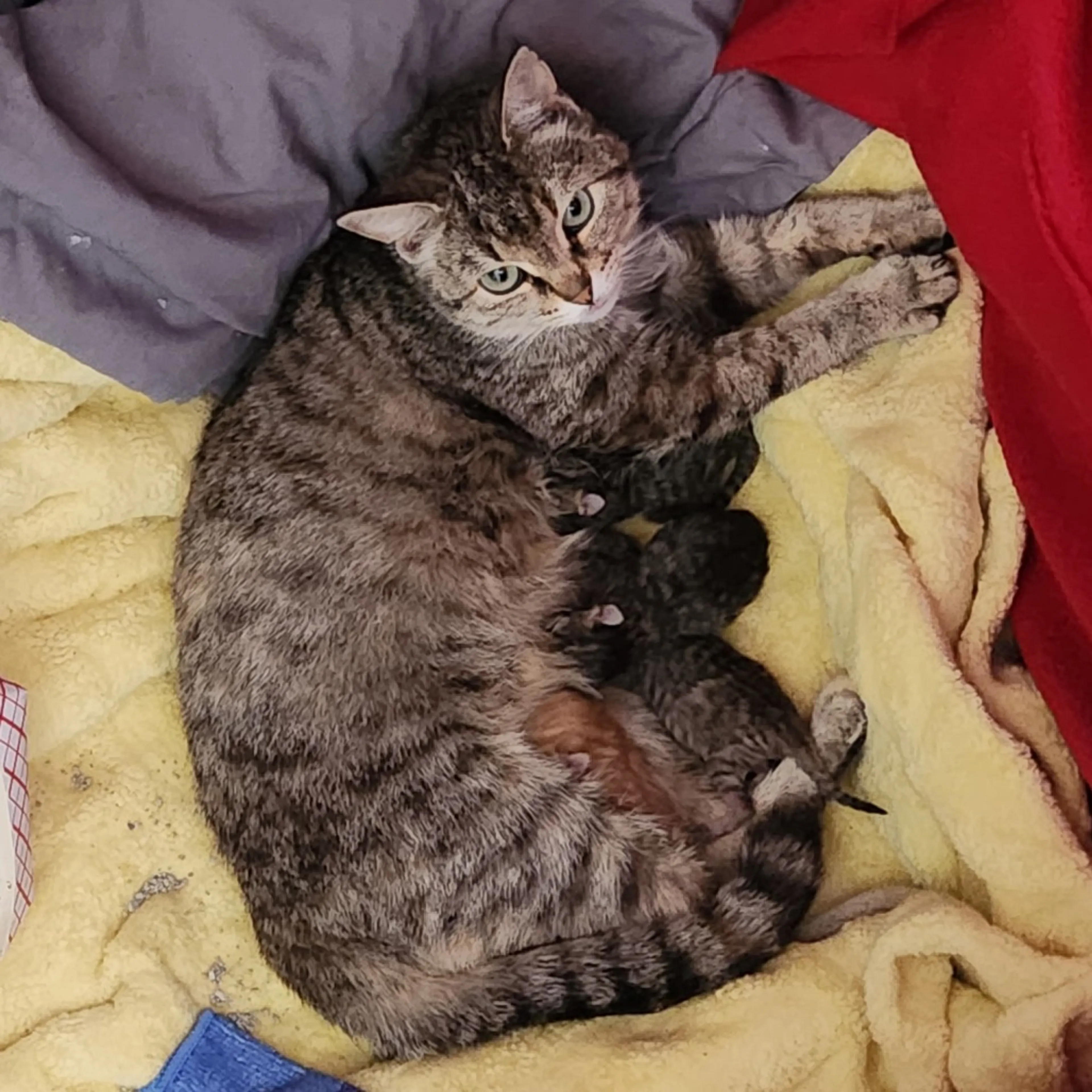 Found pet-3