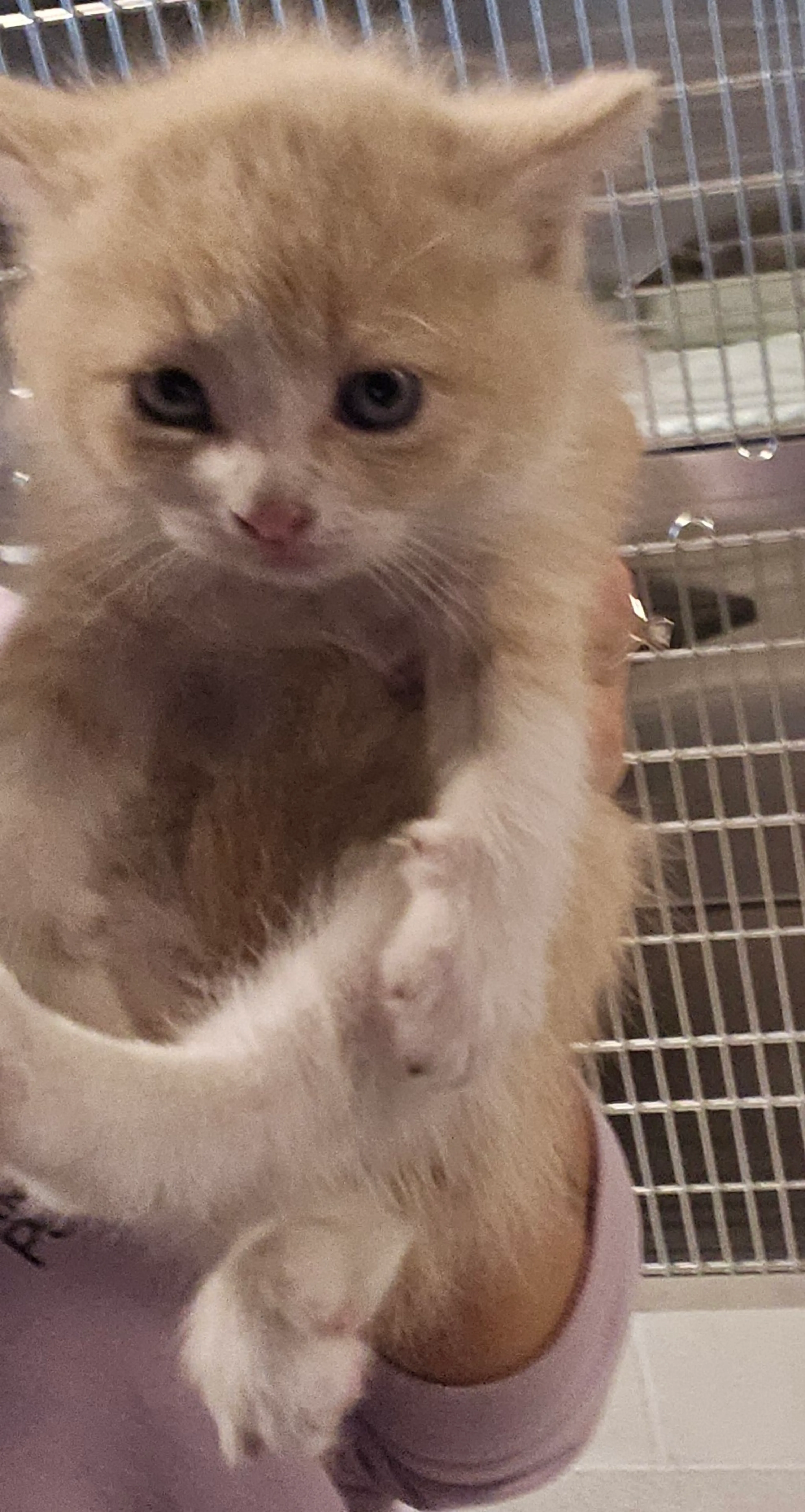 Found pet