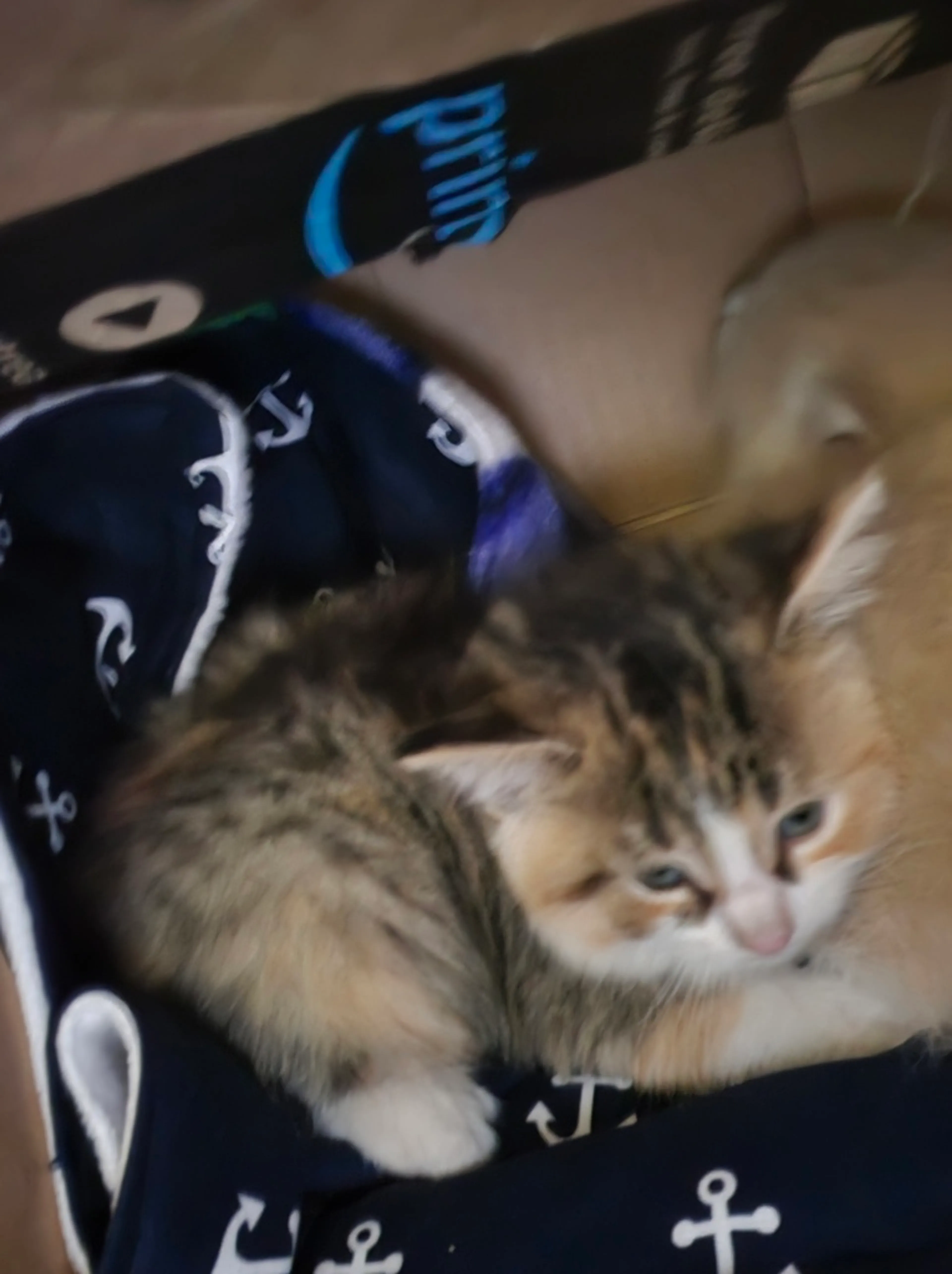 Found pet