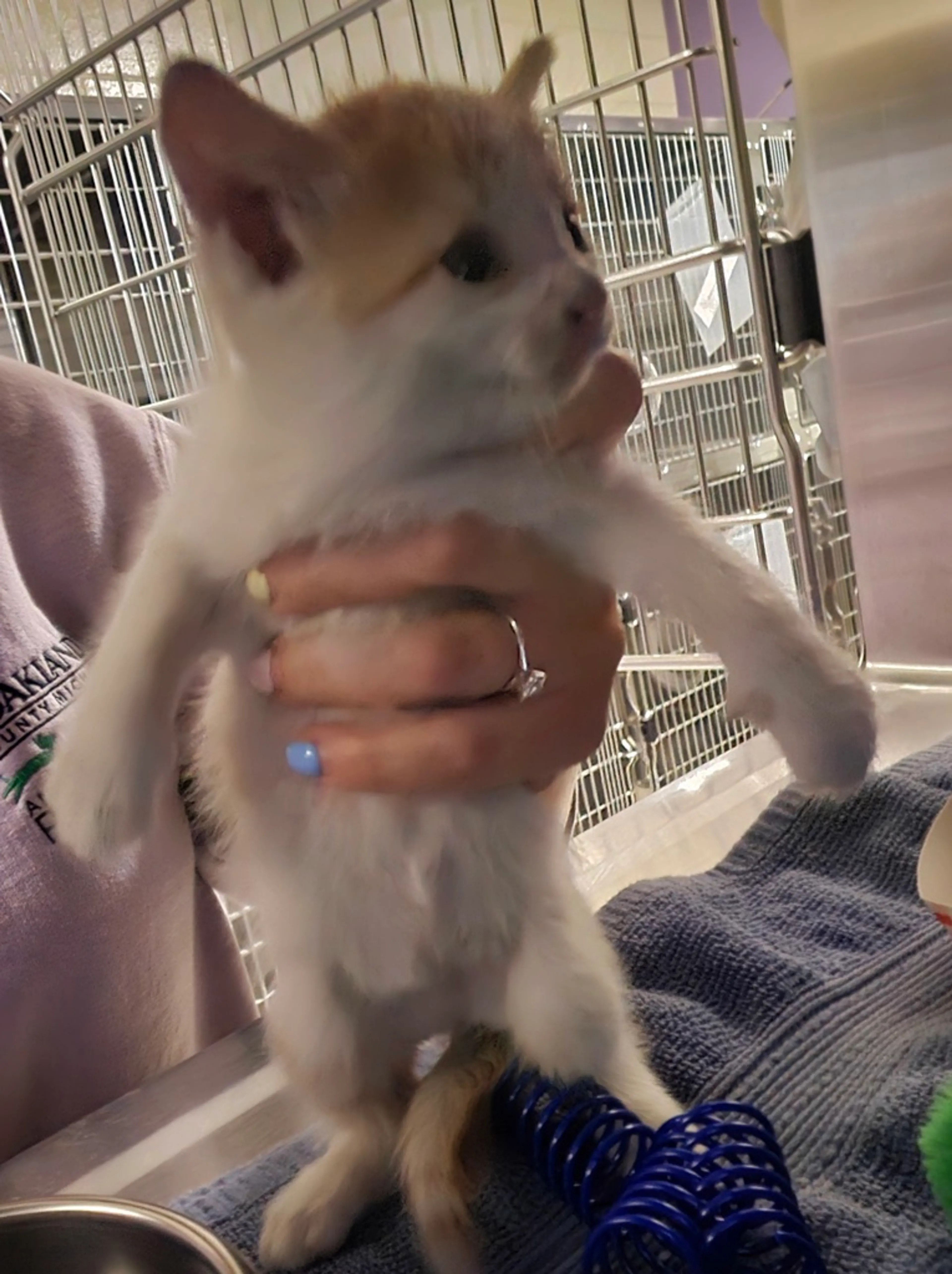 Found pet