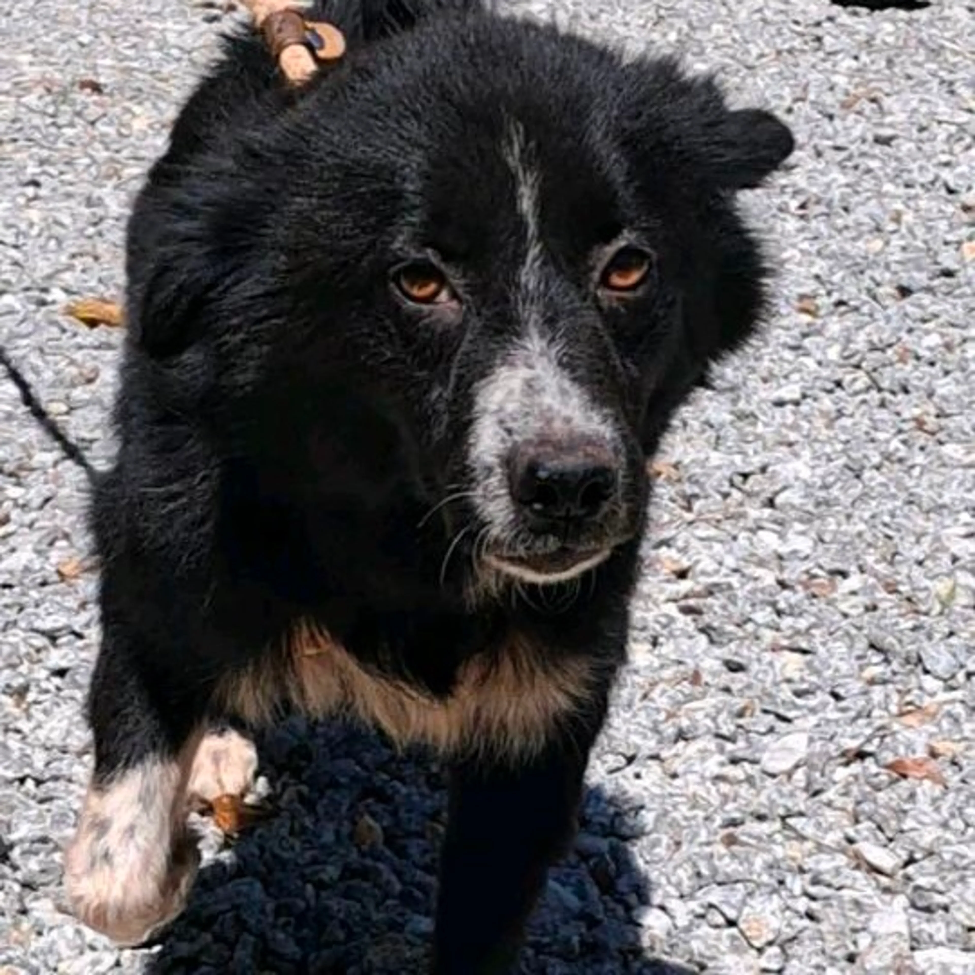 Found pet