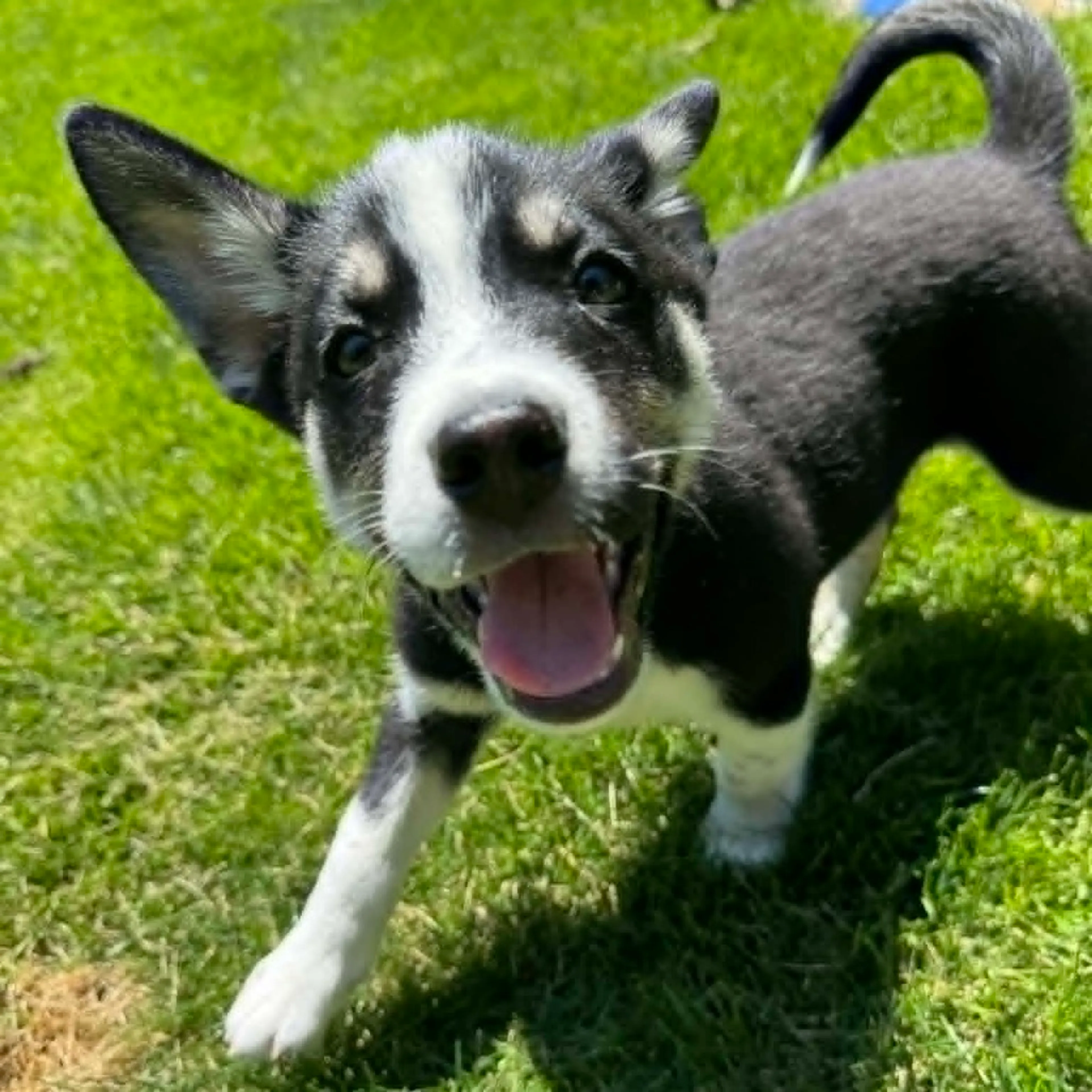 Found pet-2