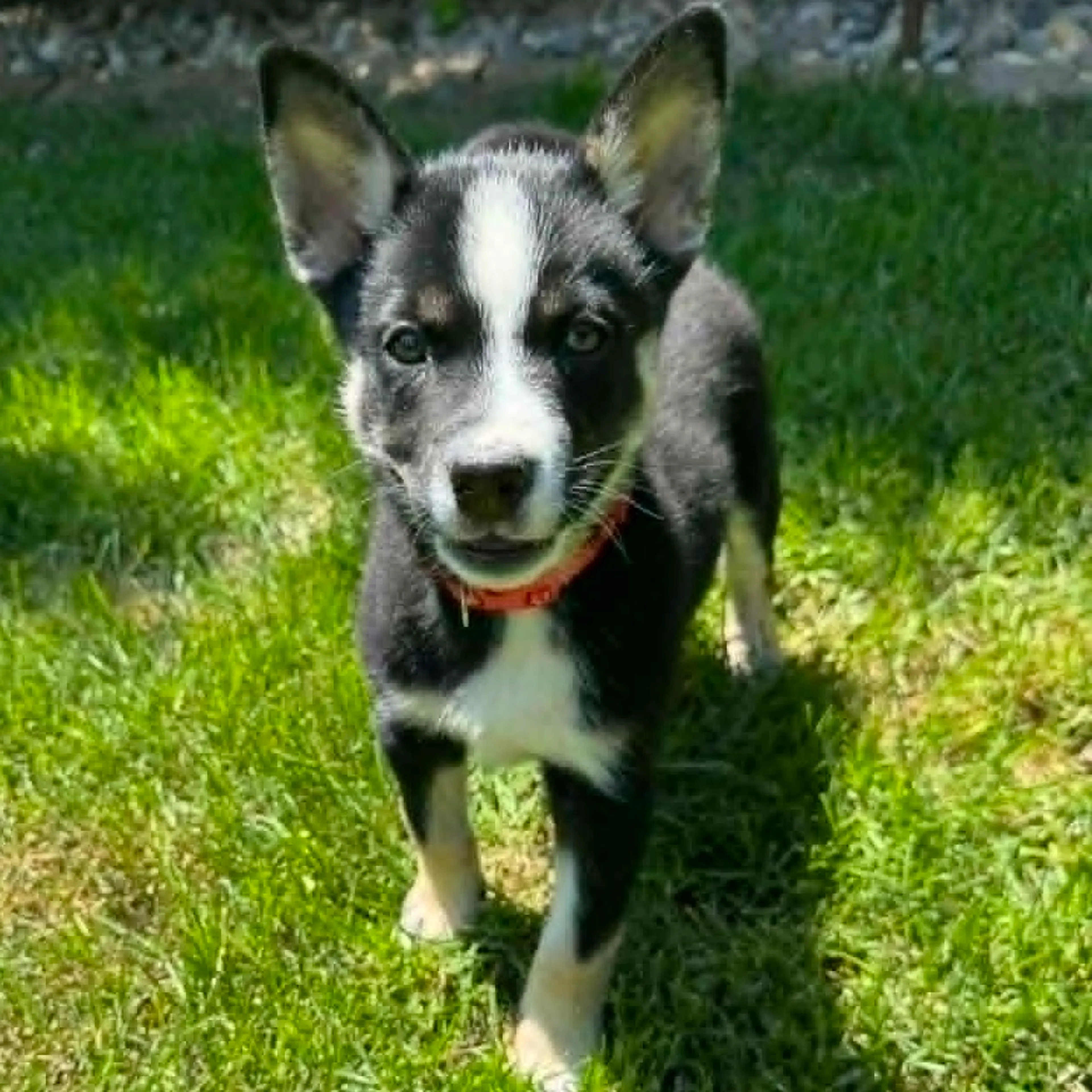 Found pet-1