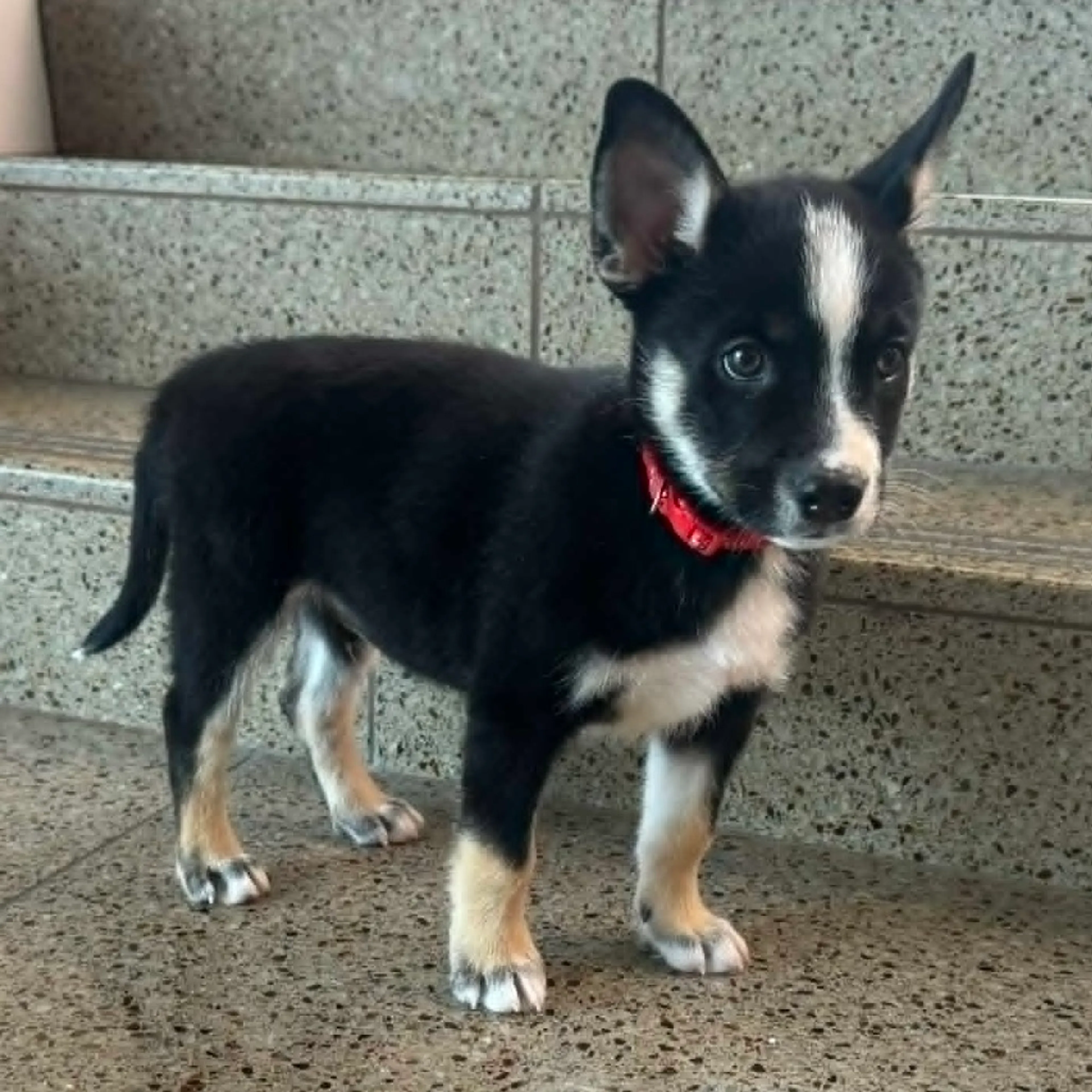 Found pet-2