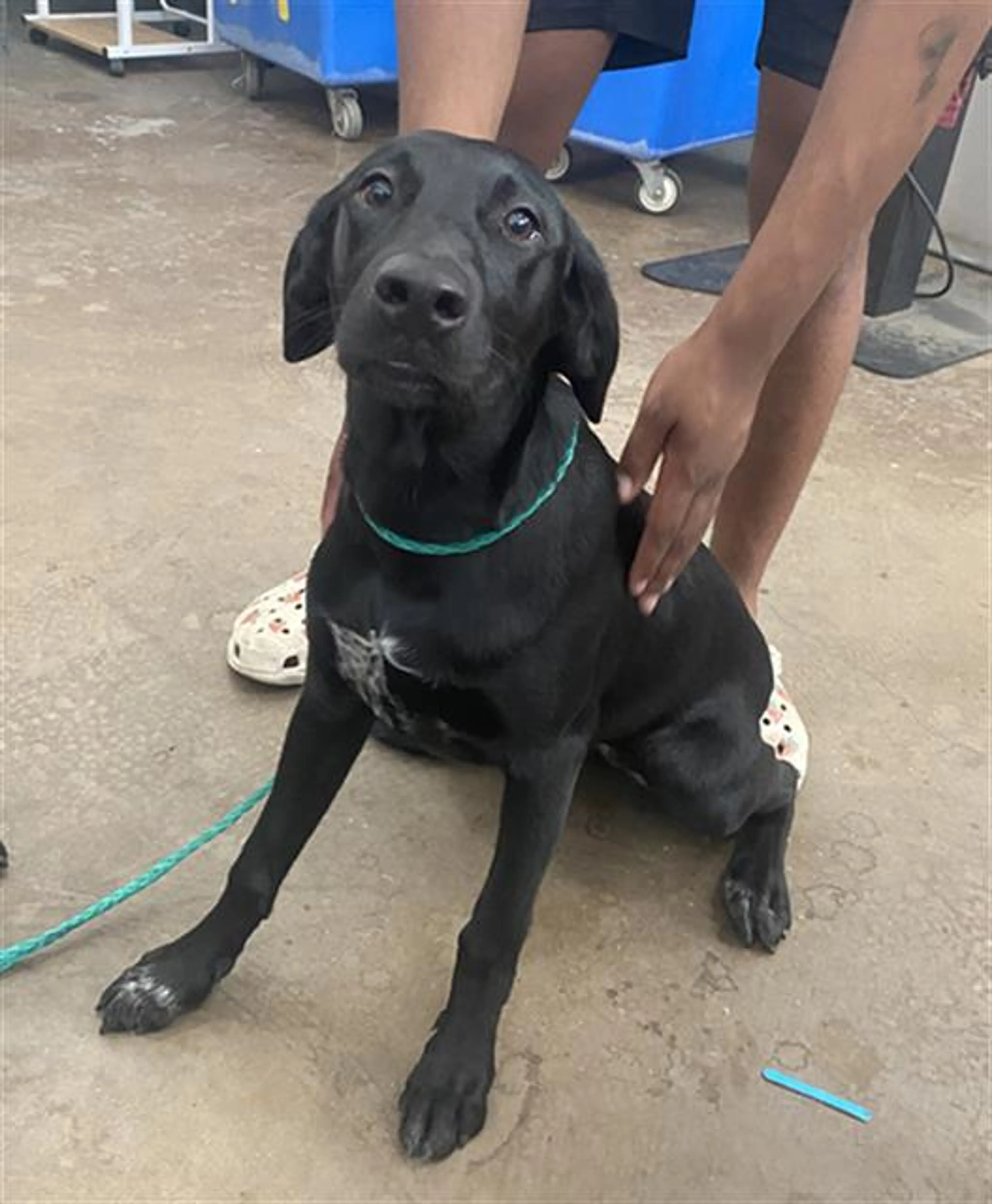 Found pet
