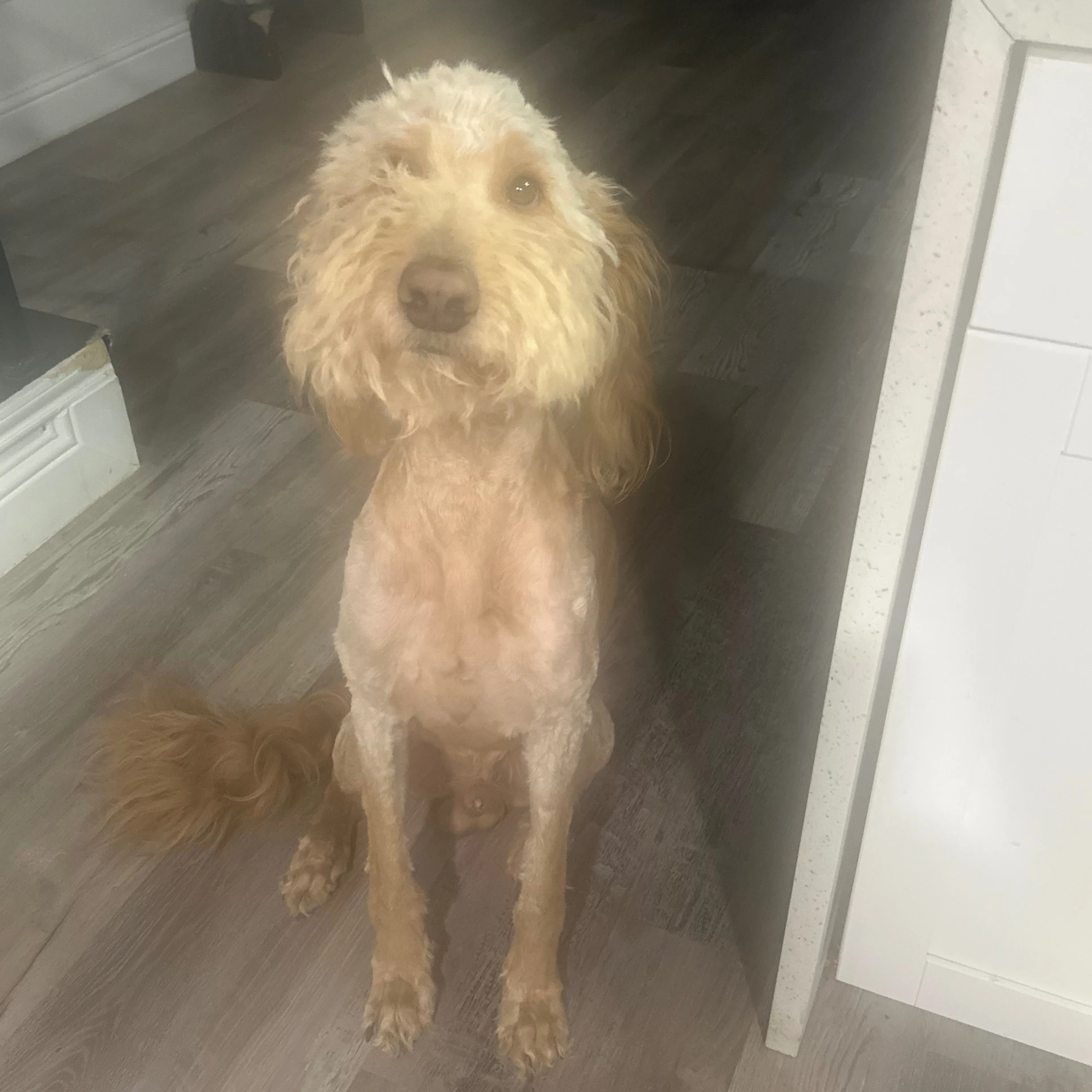 Lost pet-1