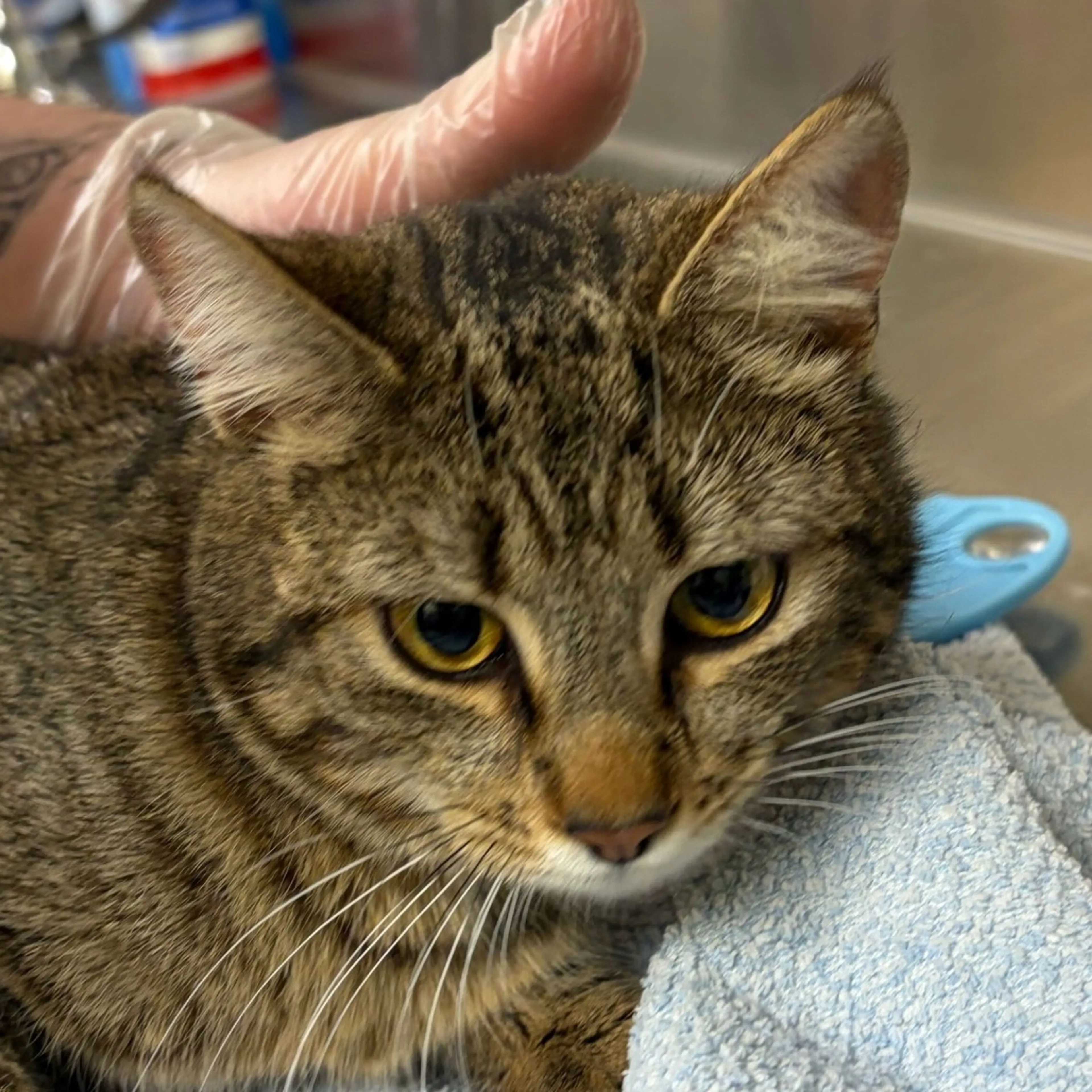 Found pet