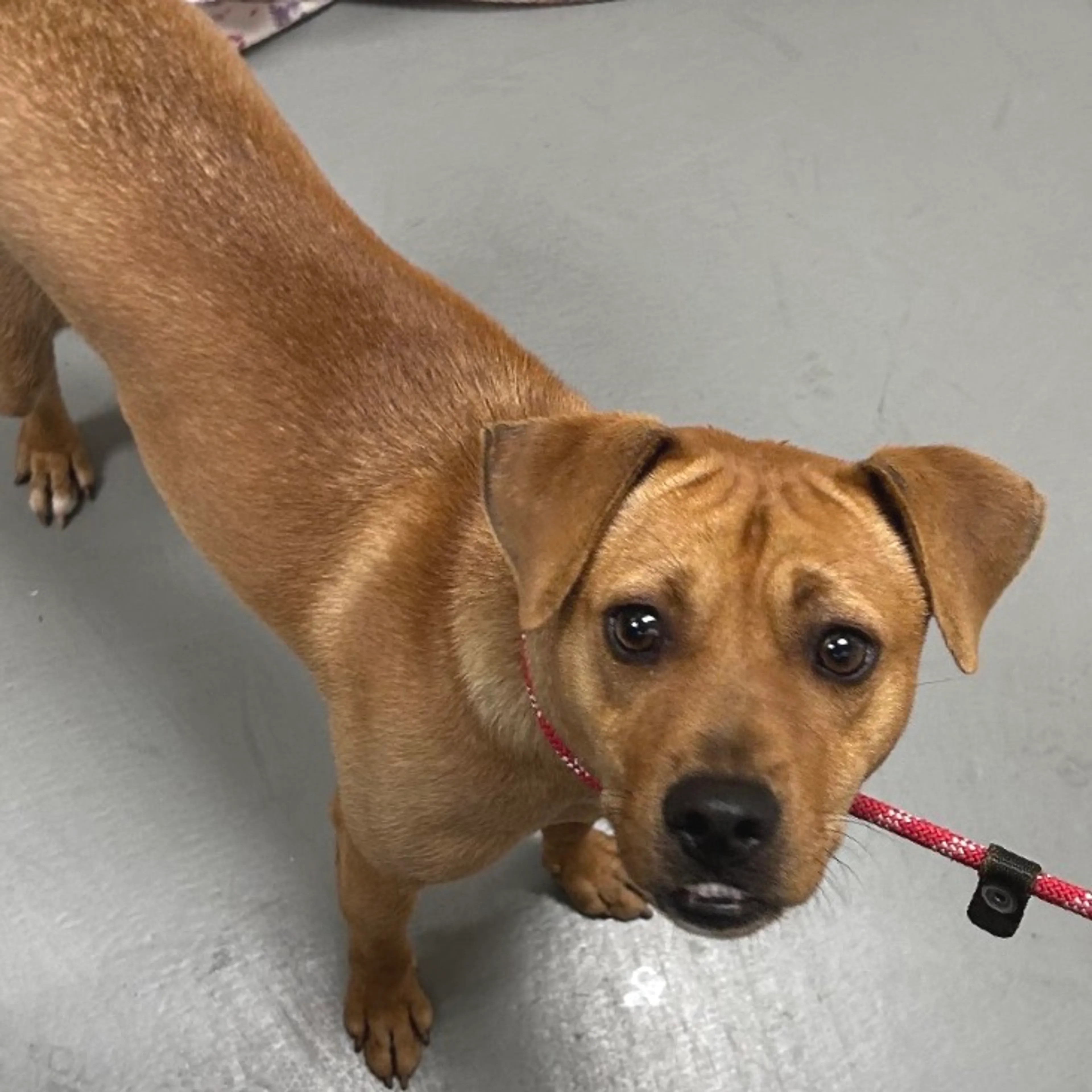 Found pet-1