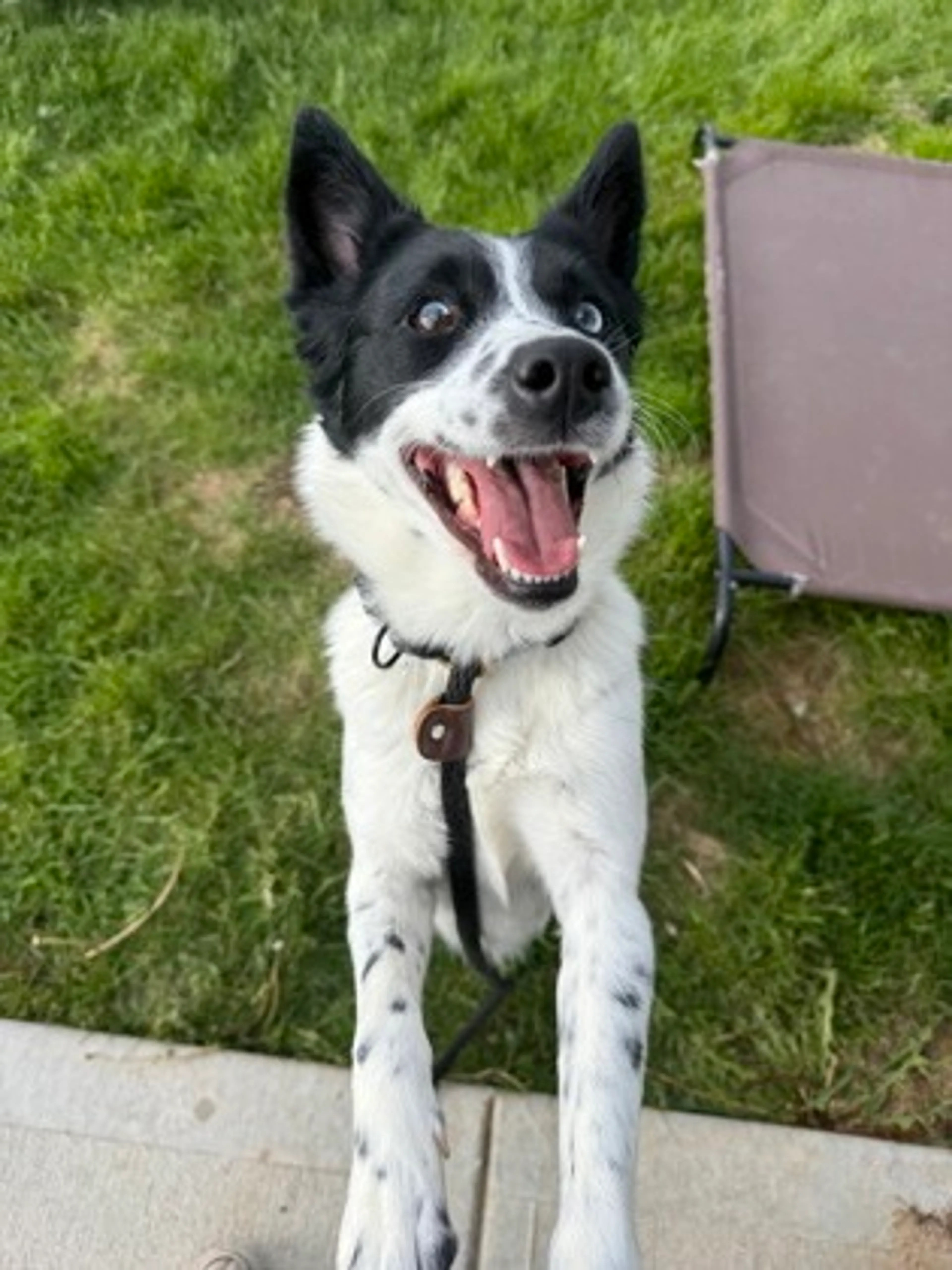 Found pet-1