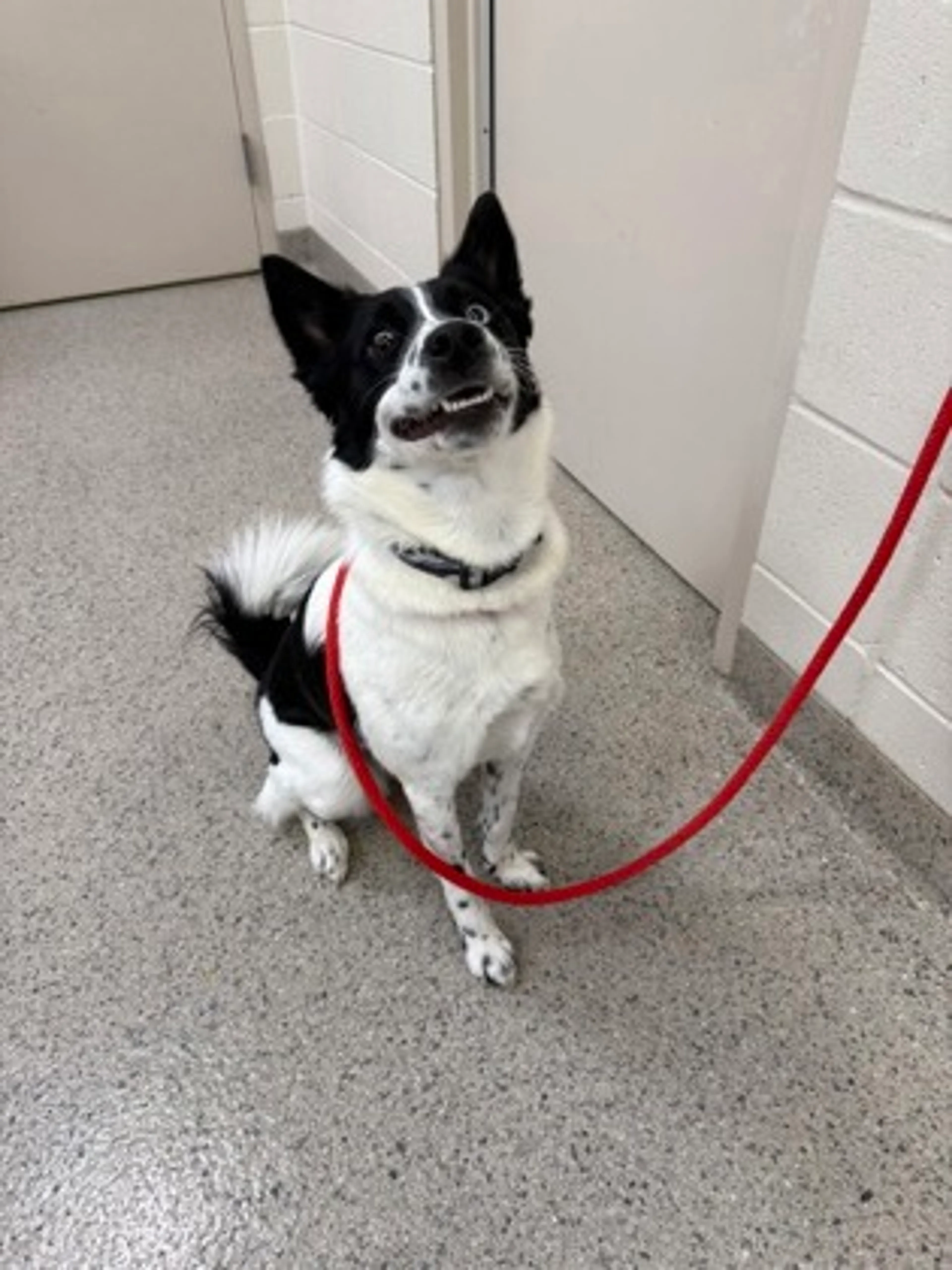 Found pet-2