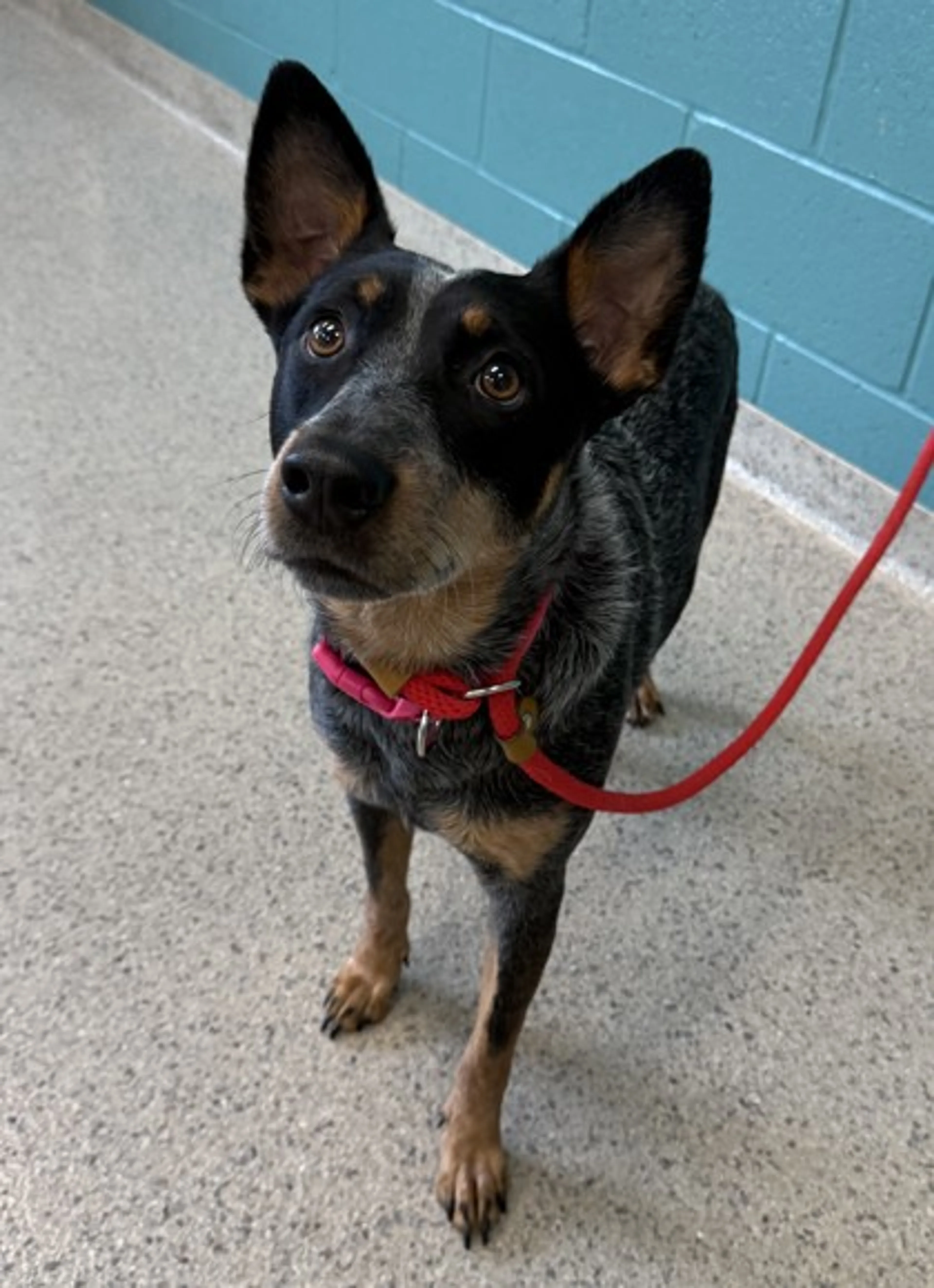 Found pet