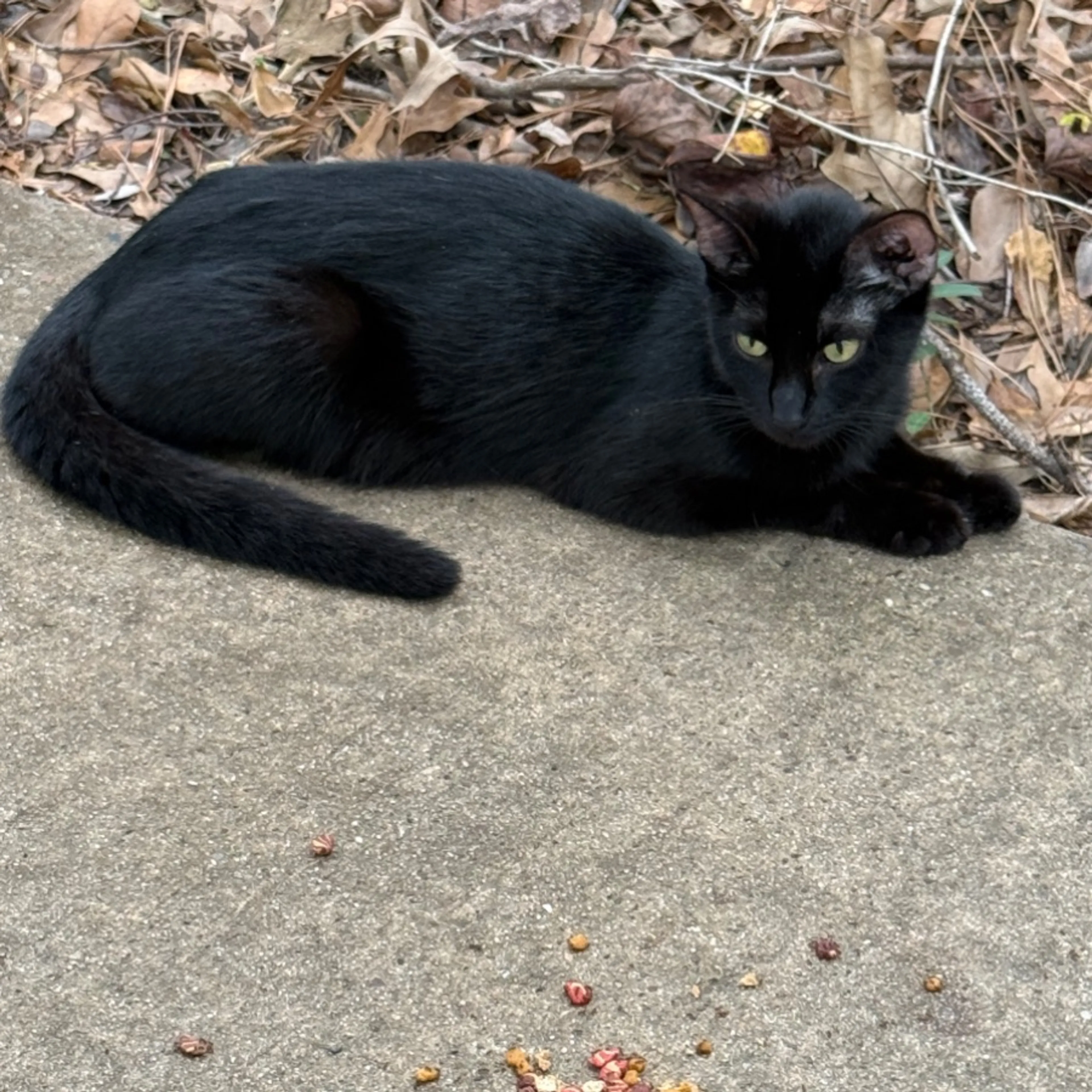 Found pet