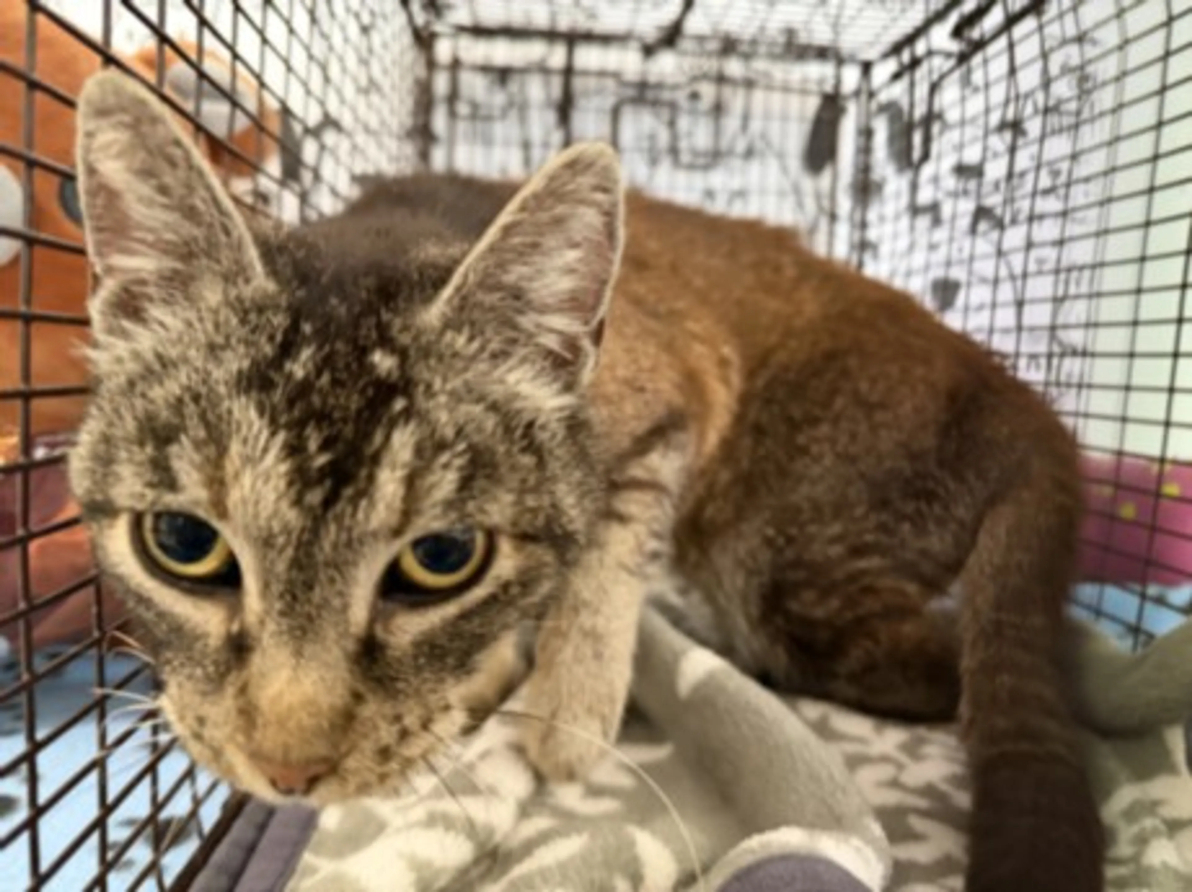 Found pet