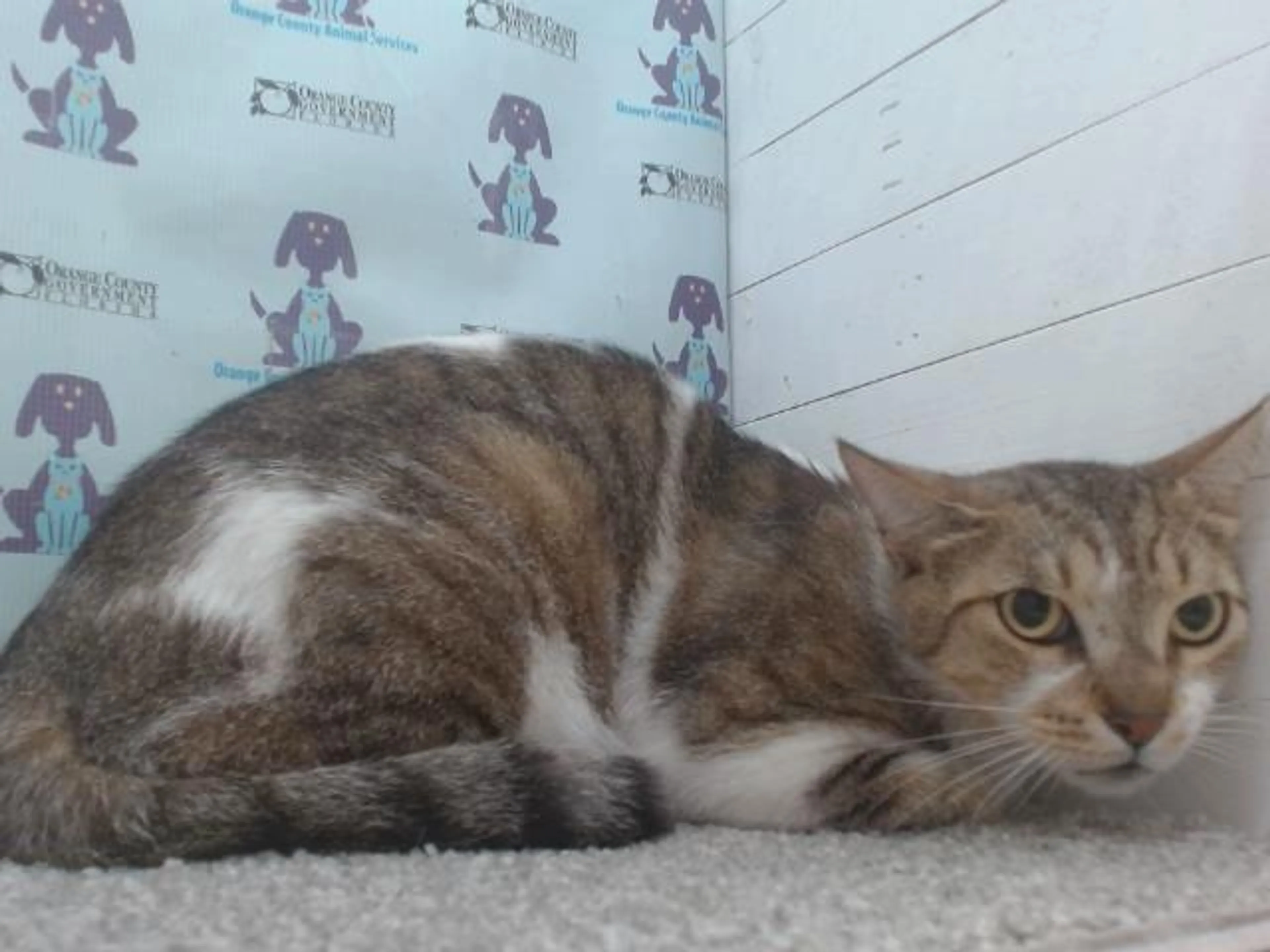 Found pet
