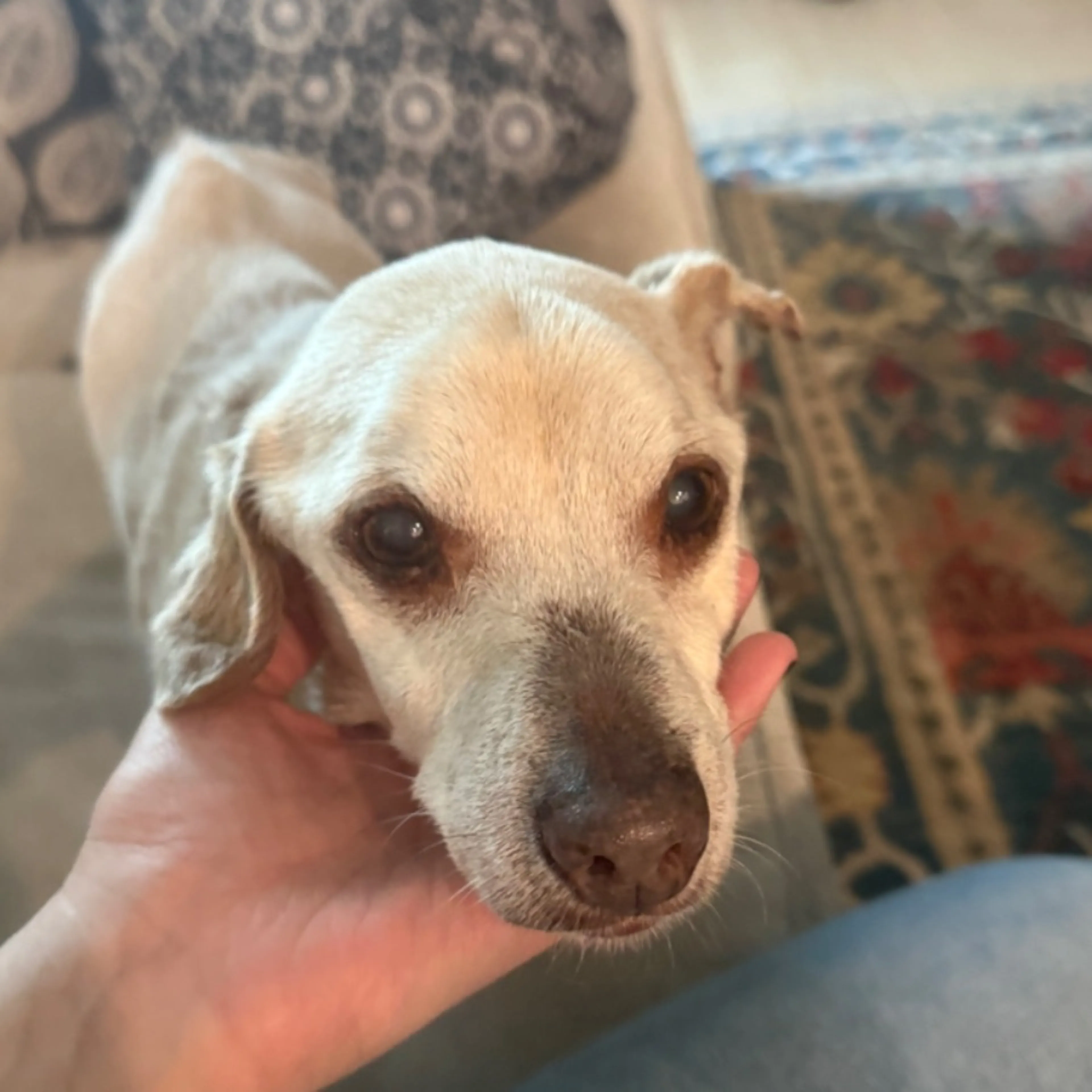 Found pet