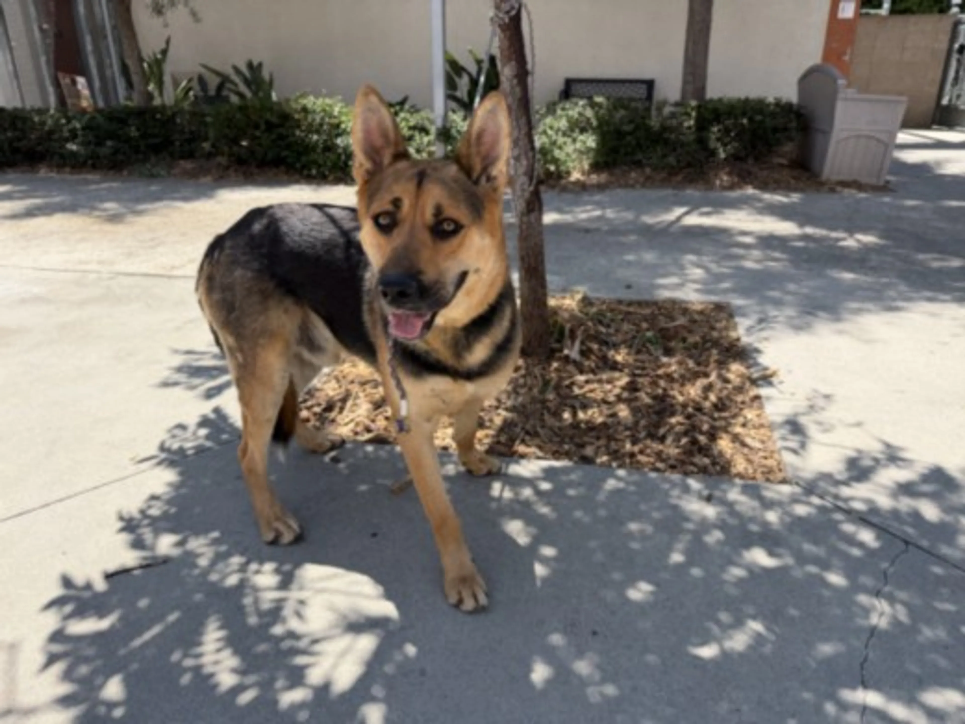 Found pet