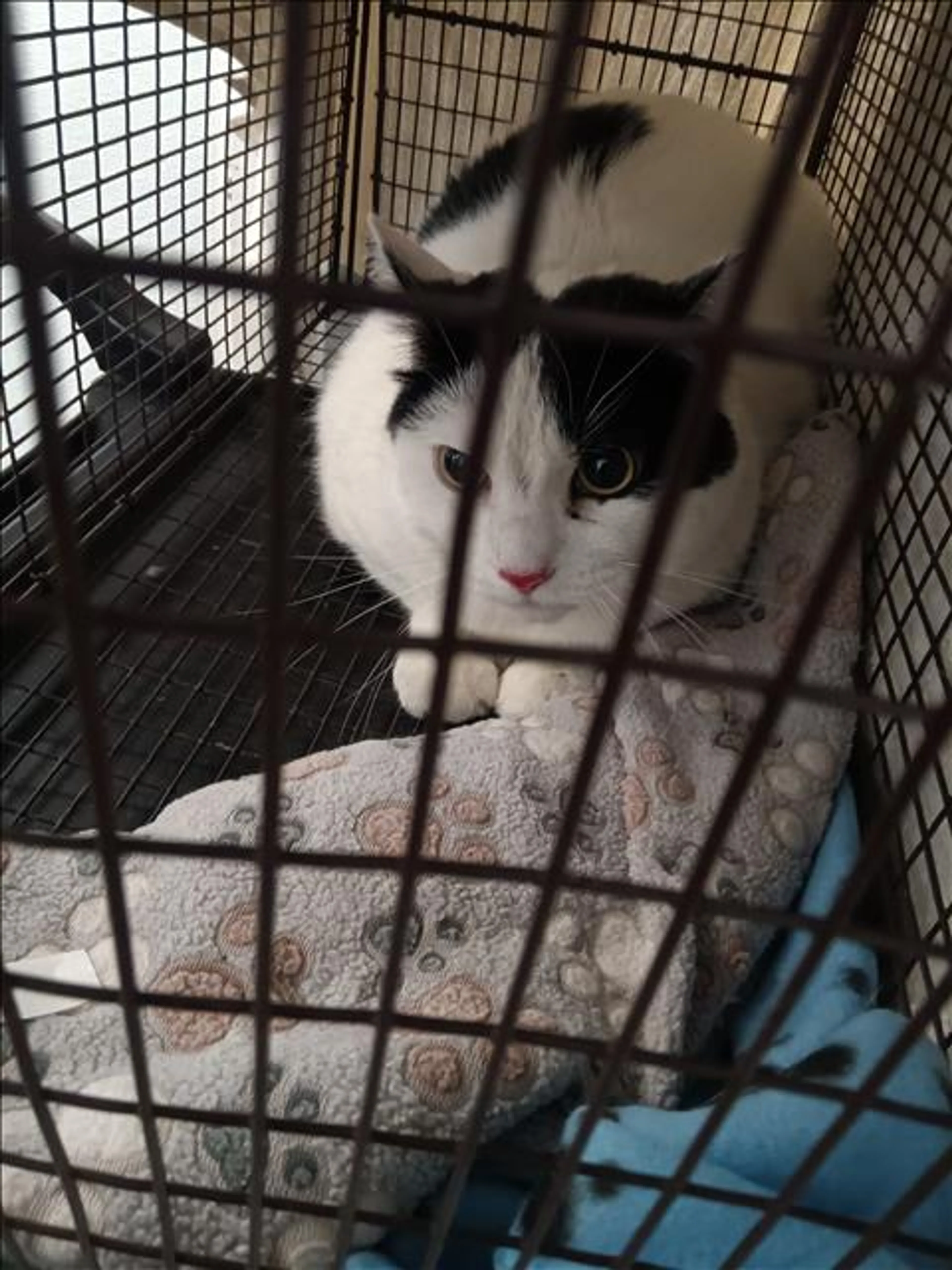 Found pet
