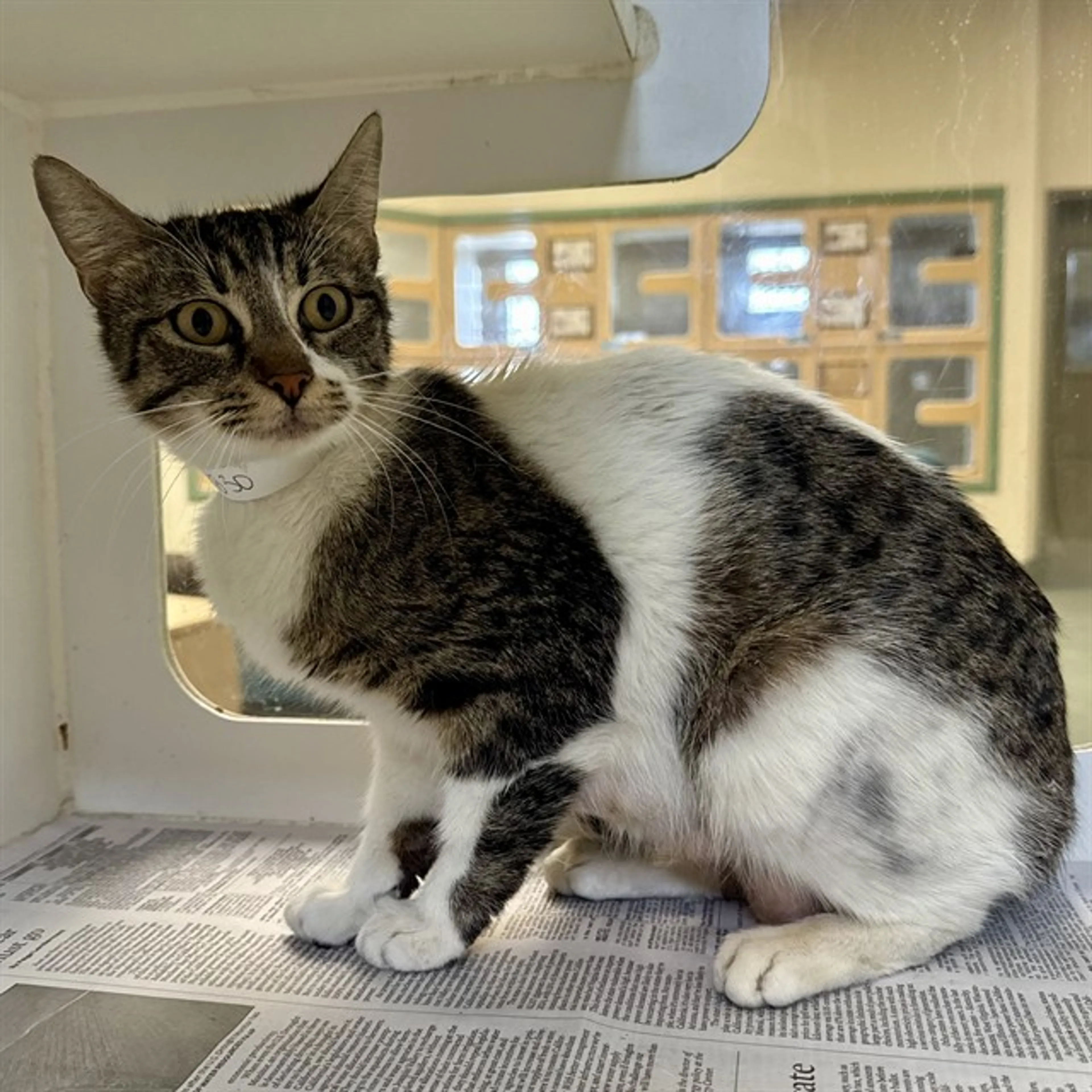 Found pet