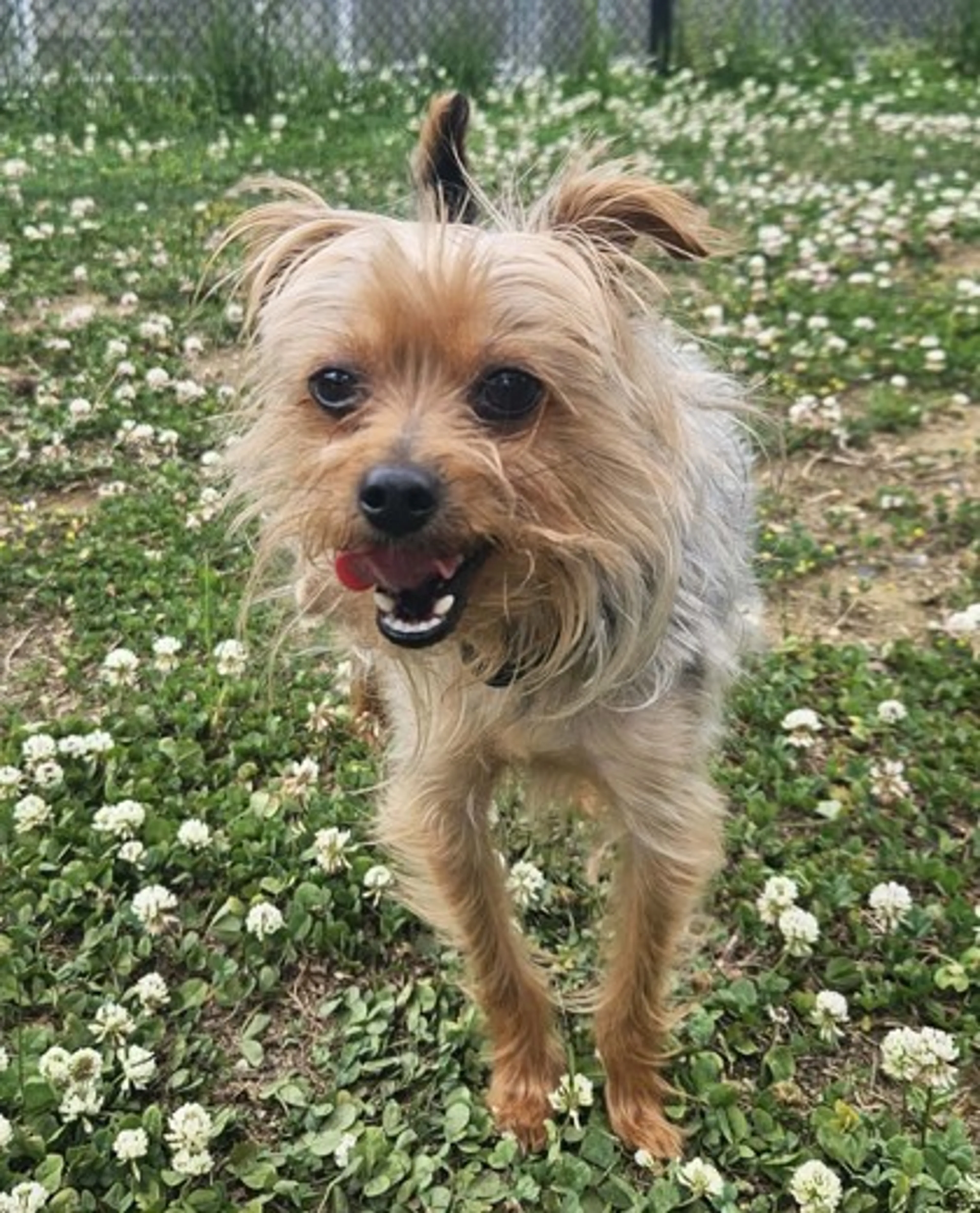 Found pet
