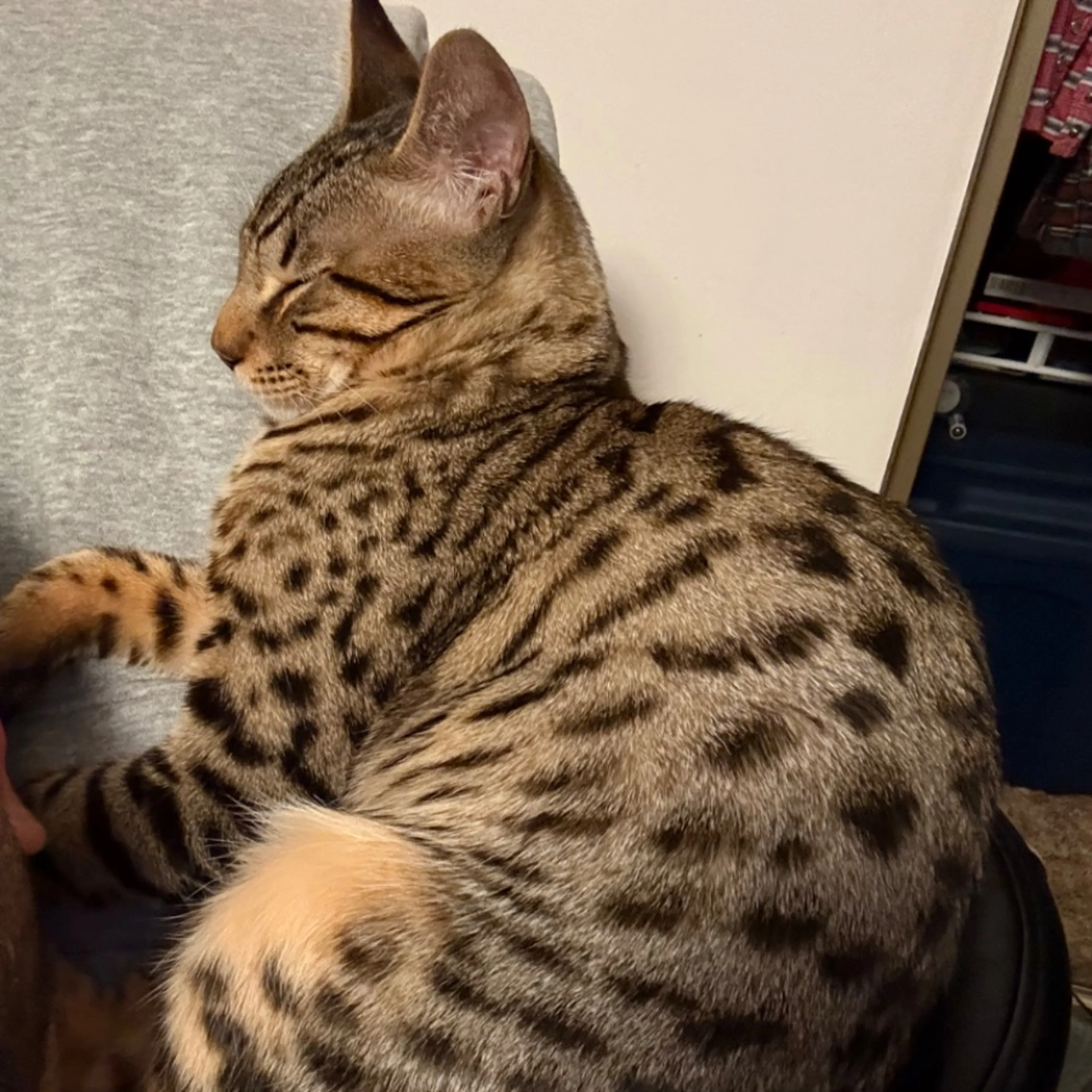 Lost pet