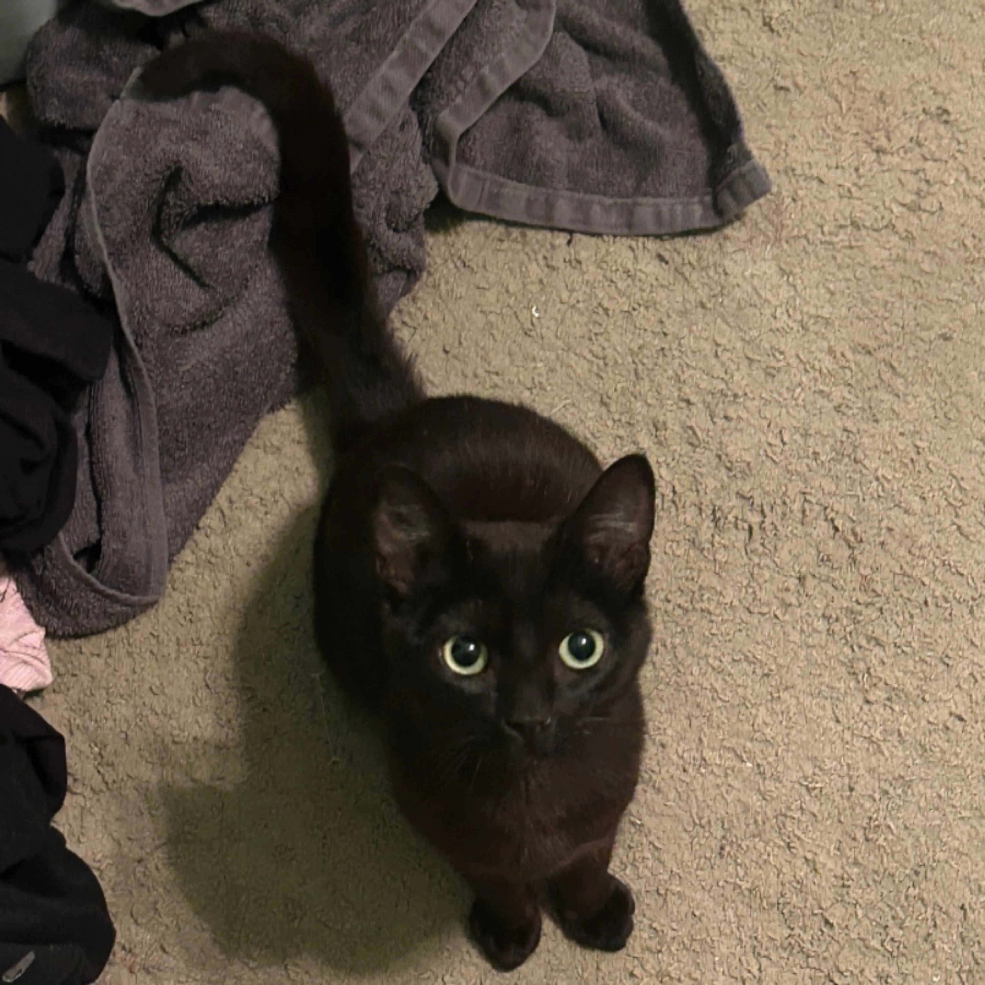 Lost pet
