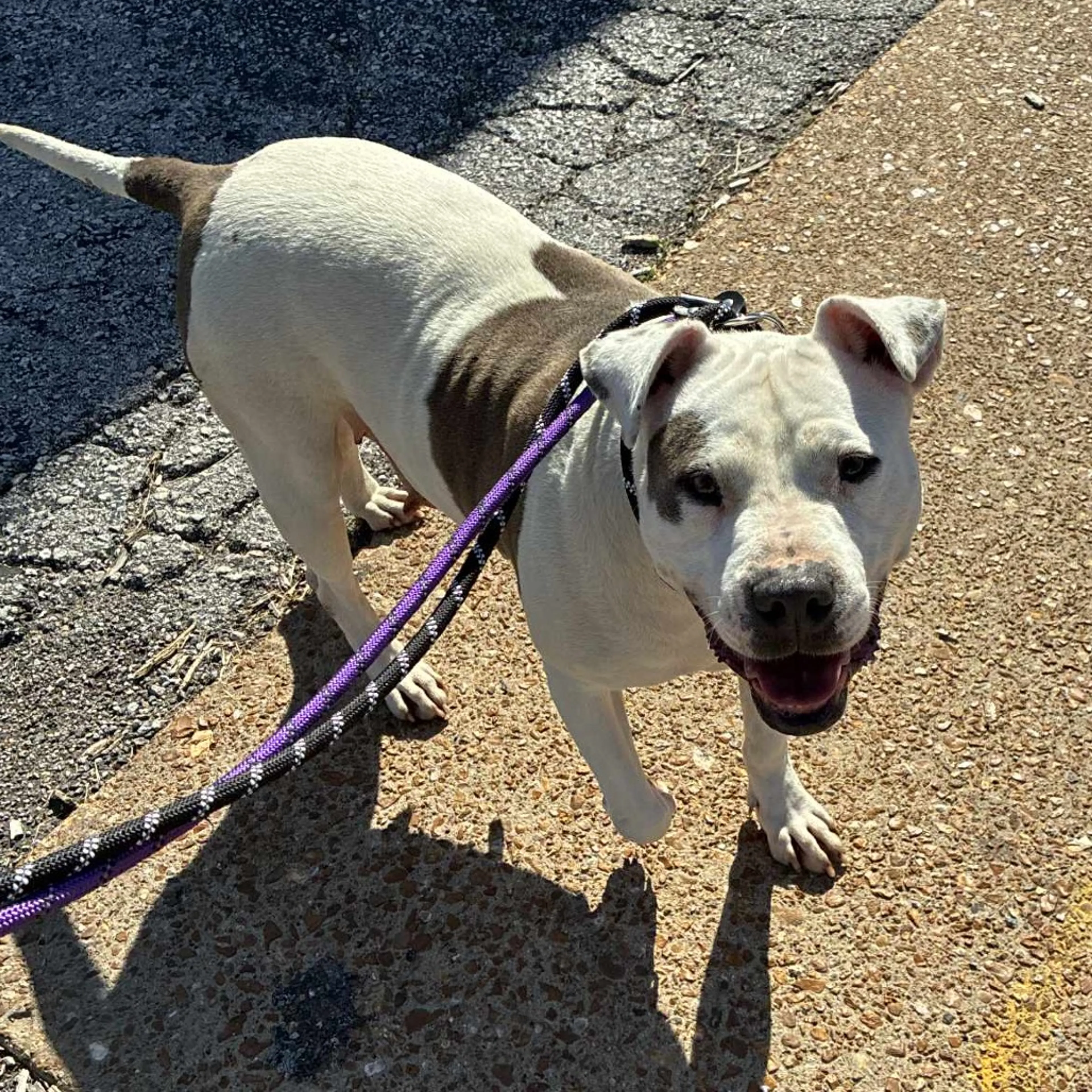 Found pet-6