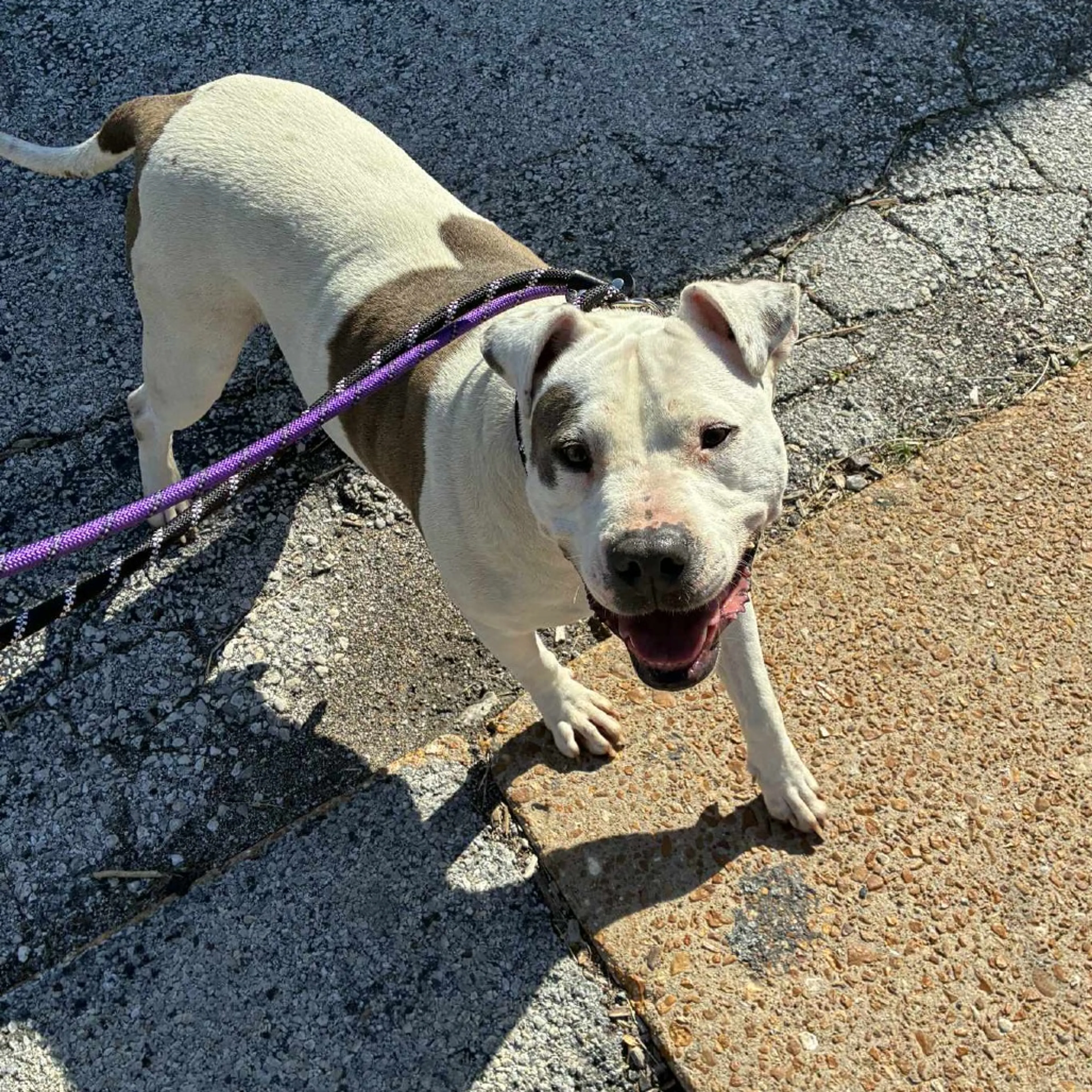 Found pet-9