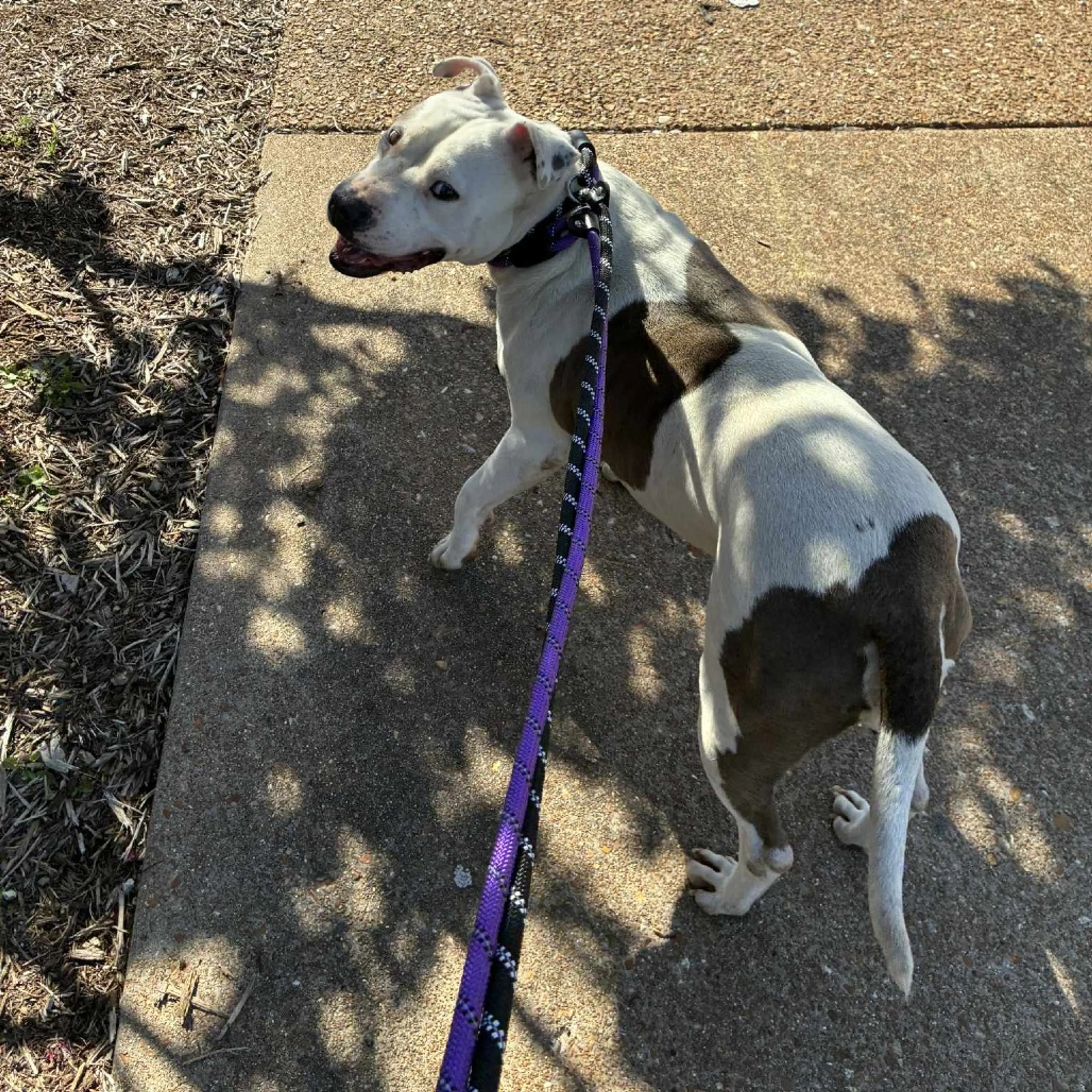 Found pet-5
