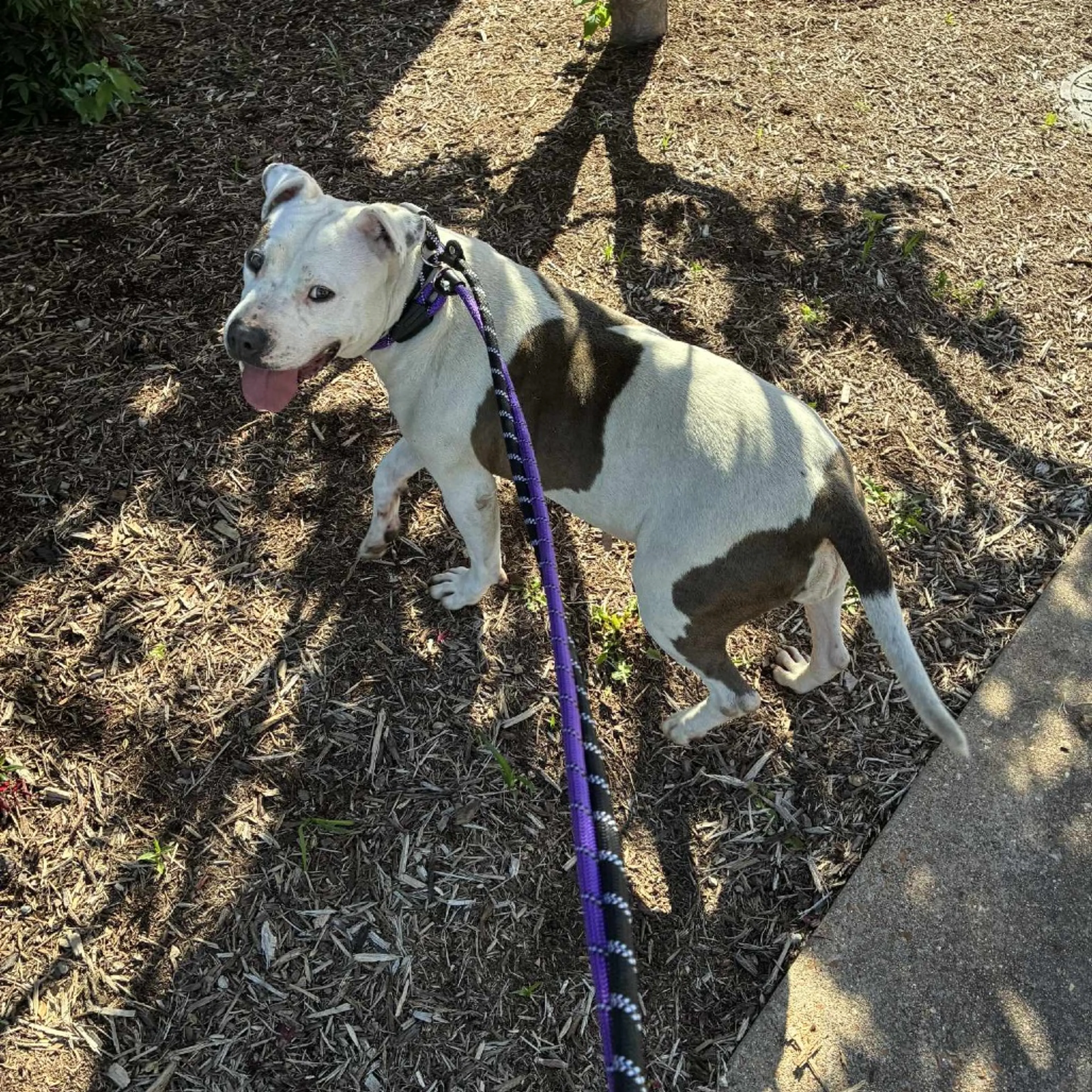 Found pet-4