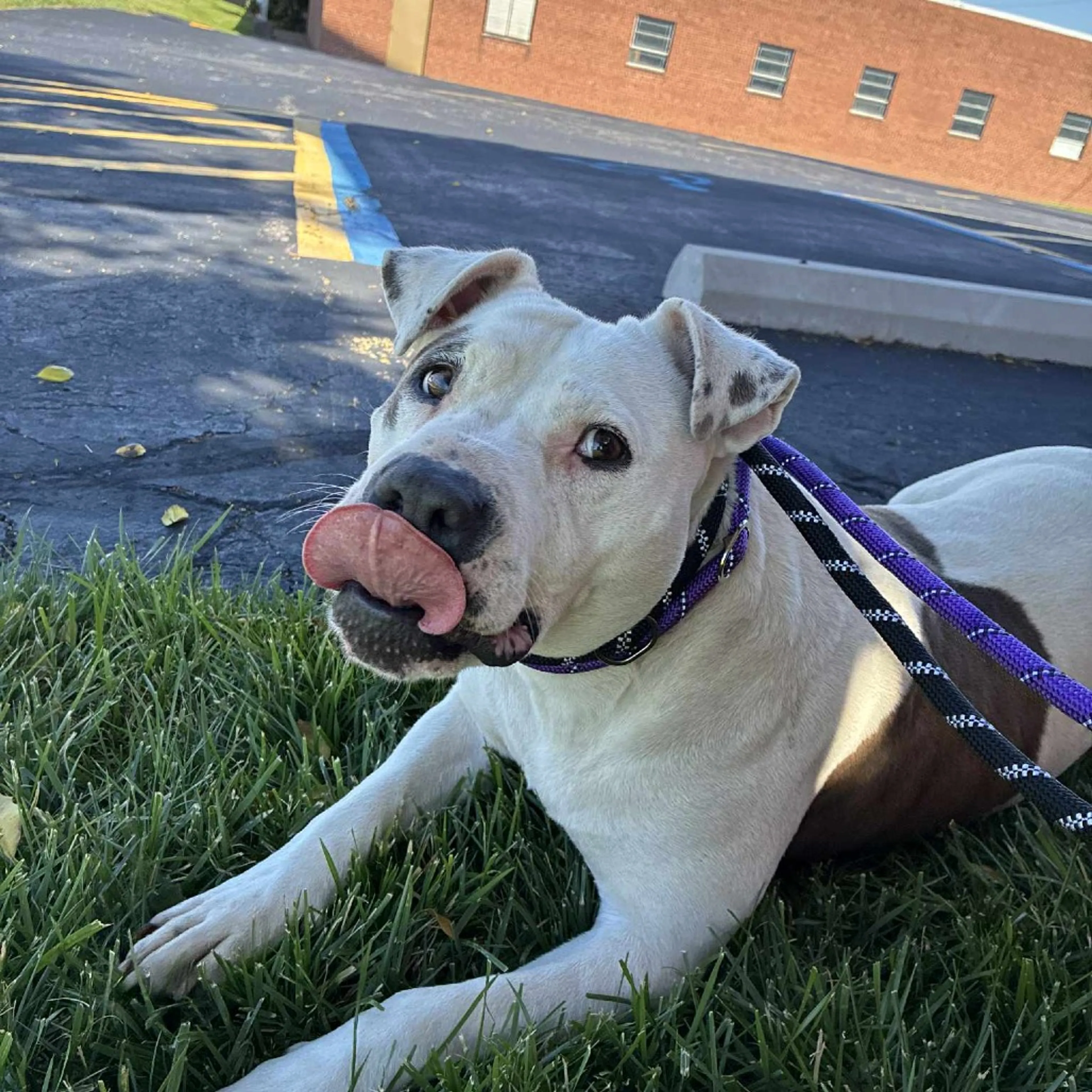 Found pet-8
