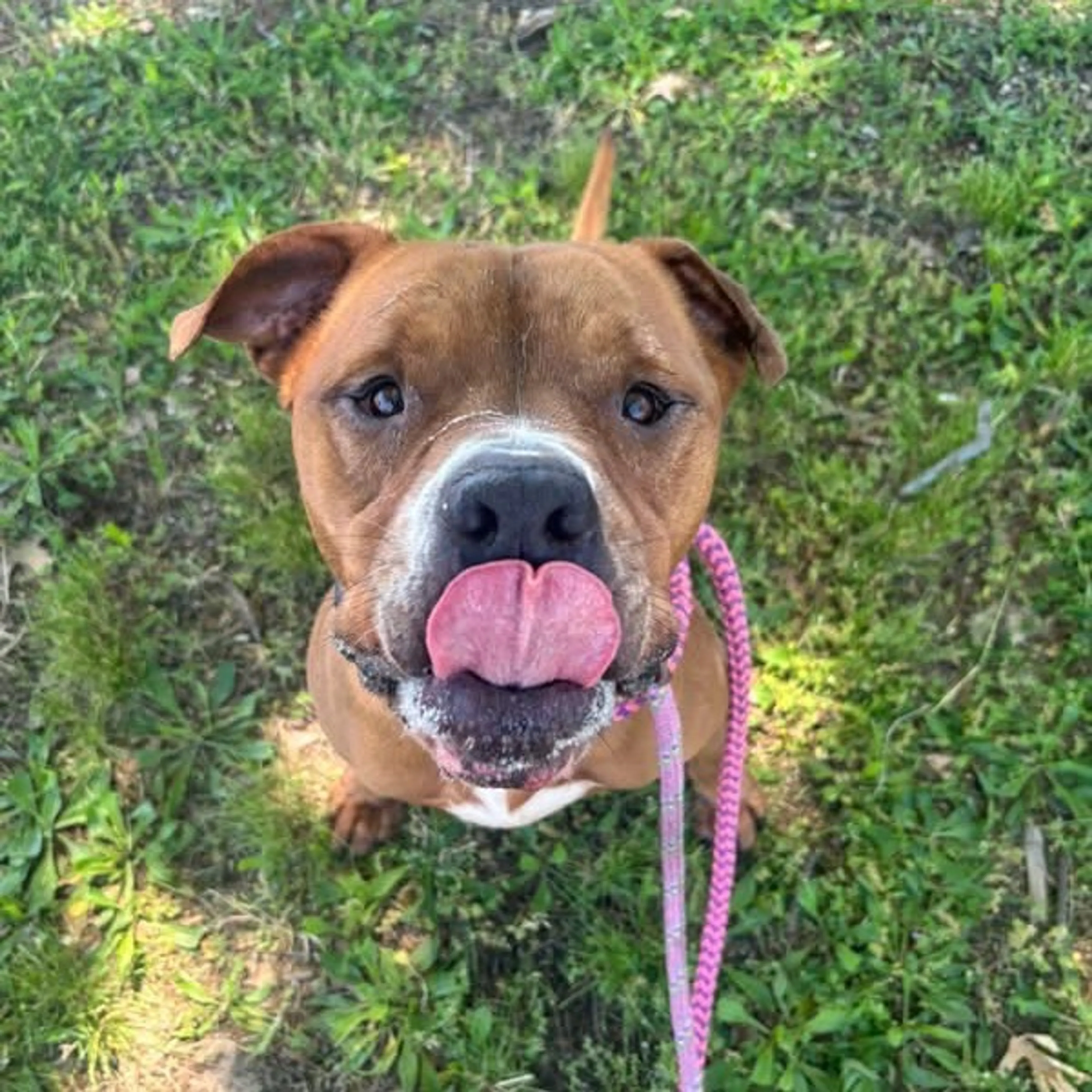 Found pet-4