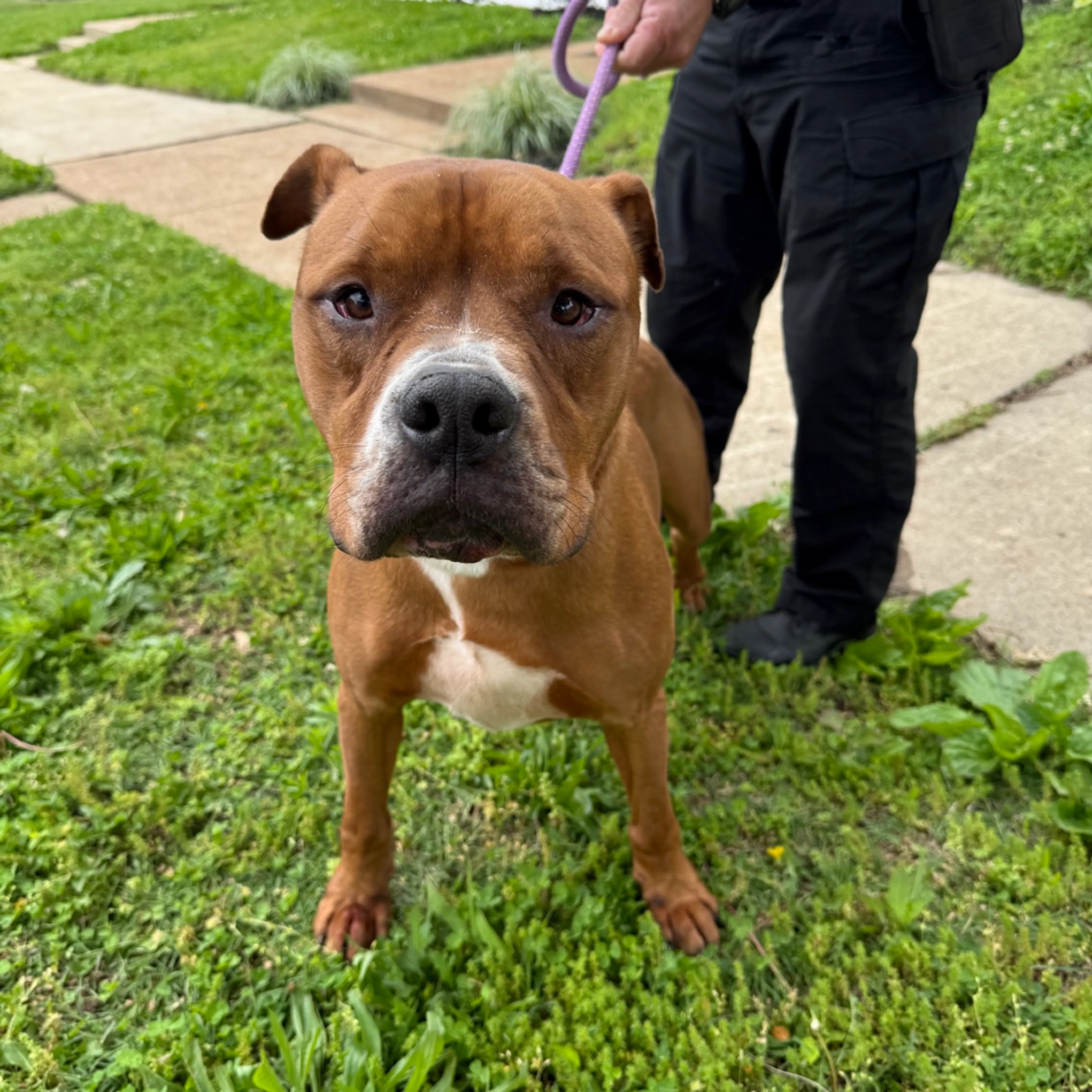 Found pet-1