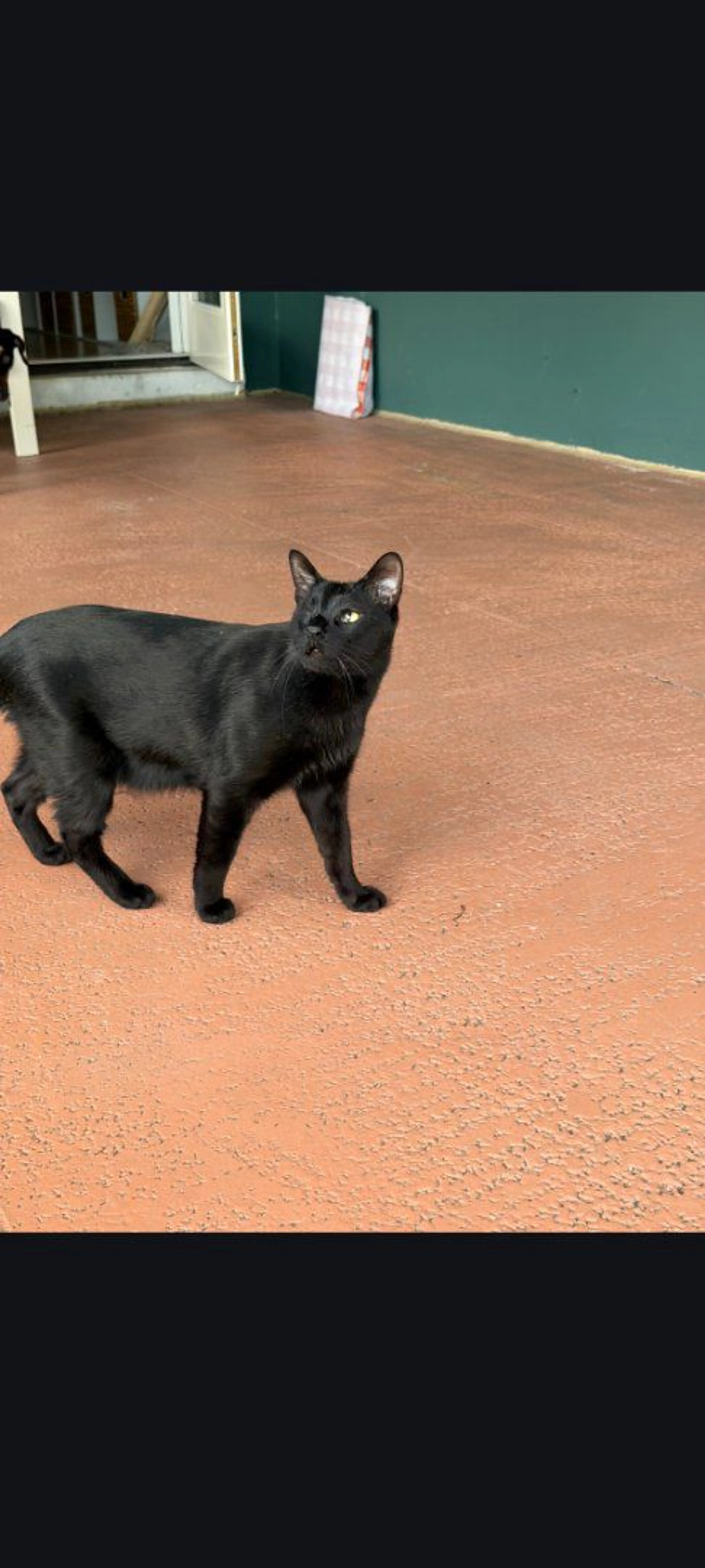 Lost pet-1