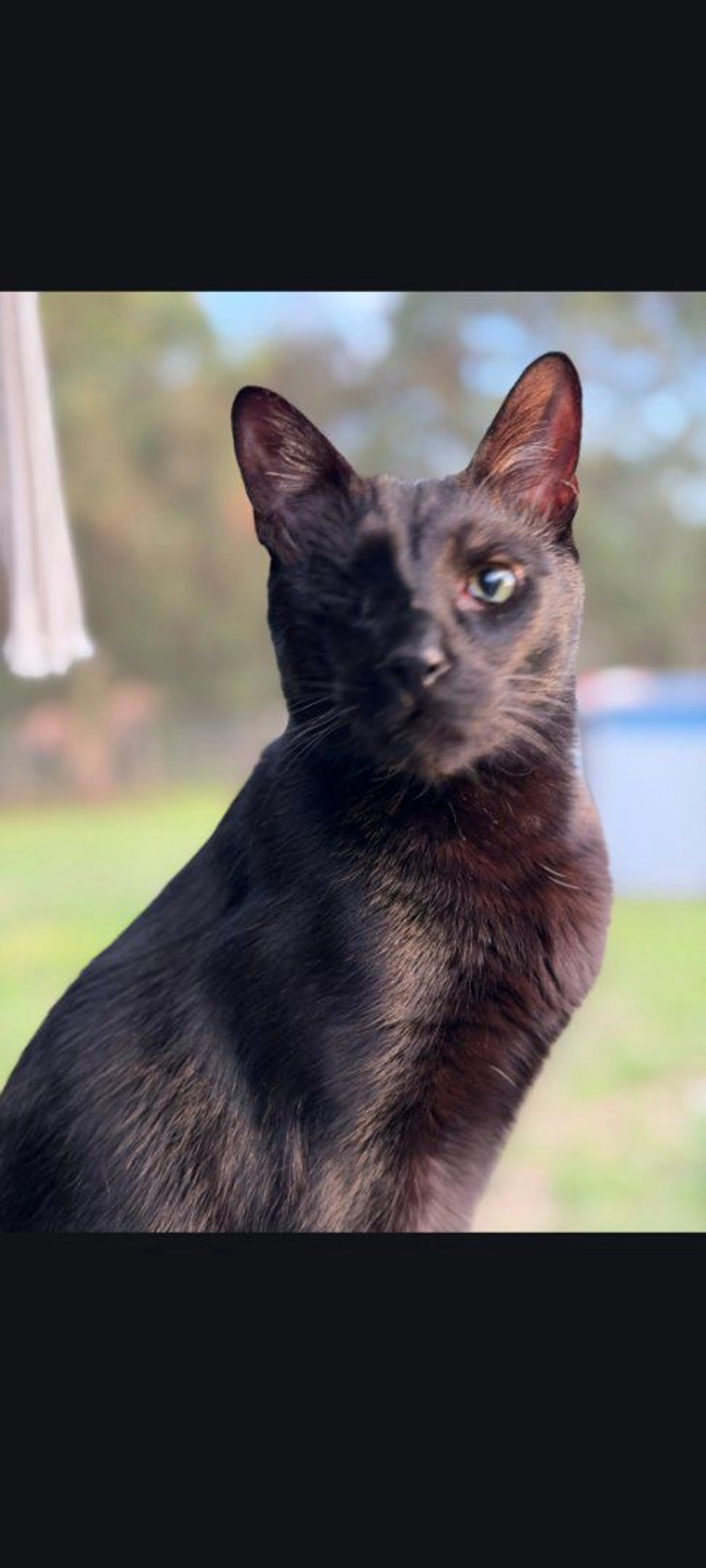Lost pet-0