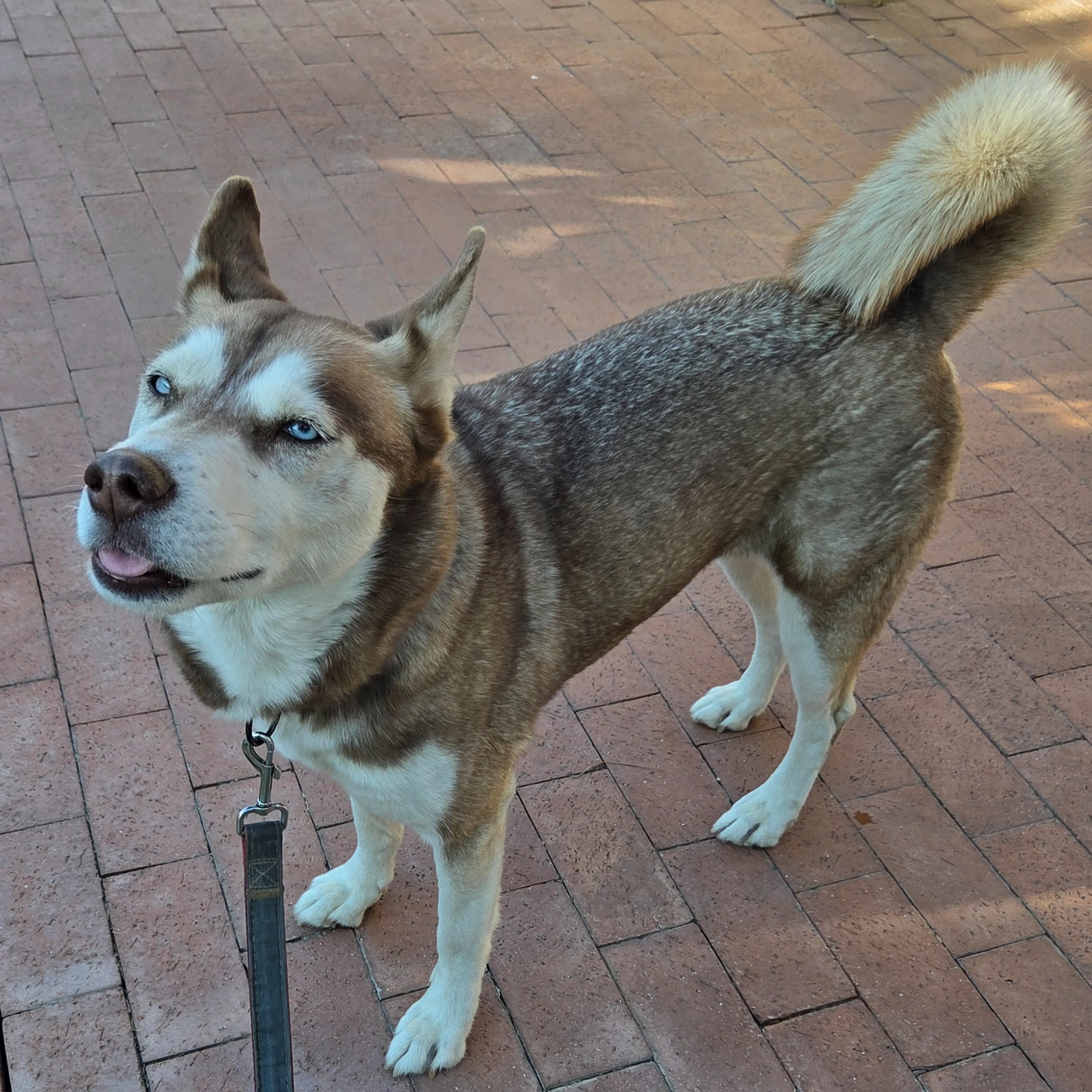 Found pet-1