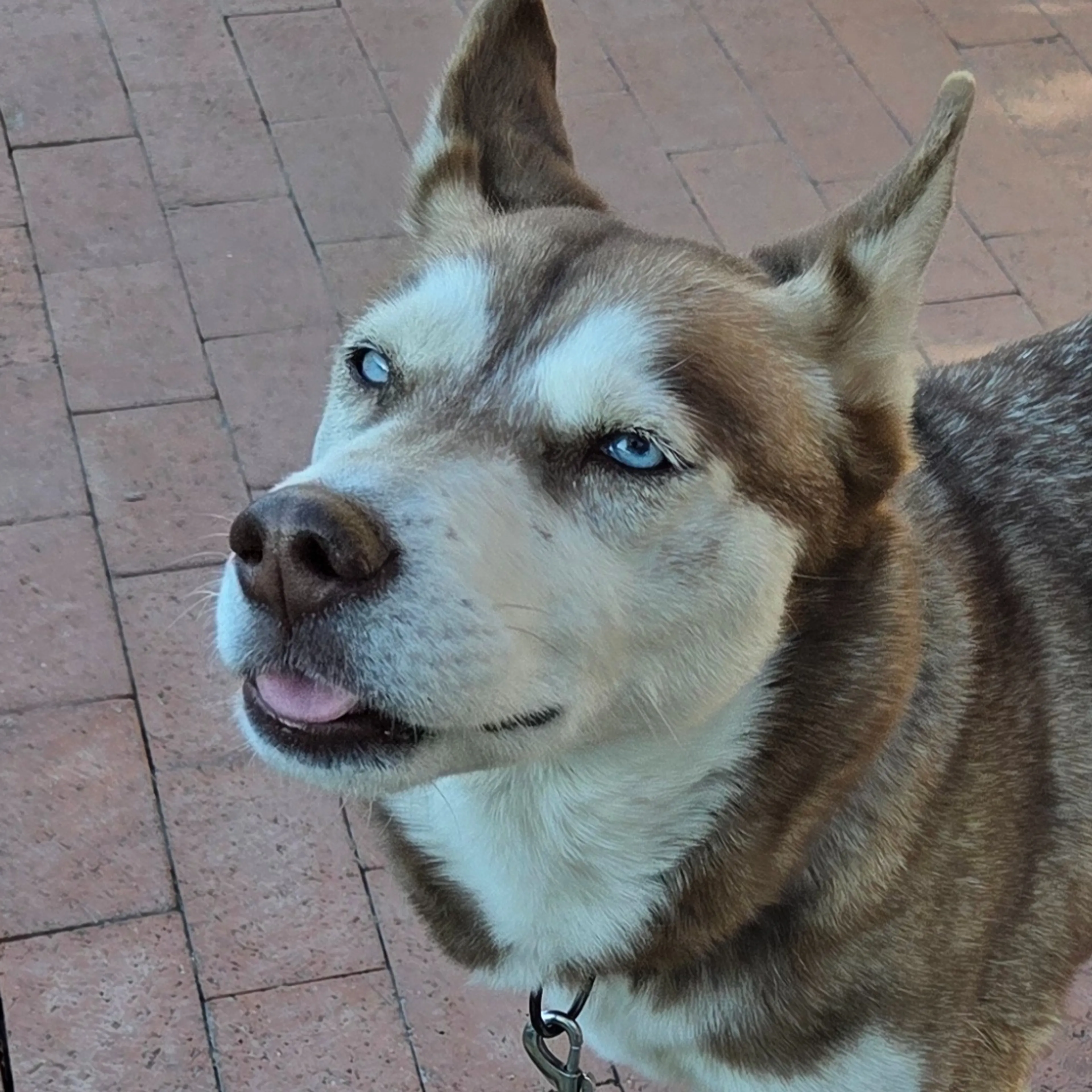 Found pet-0