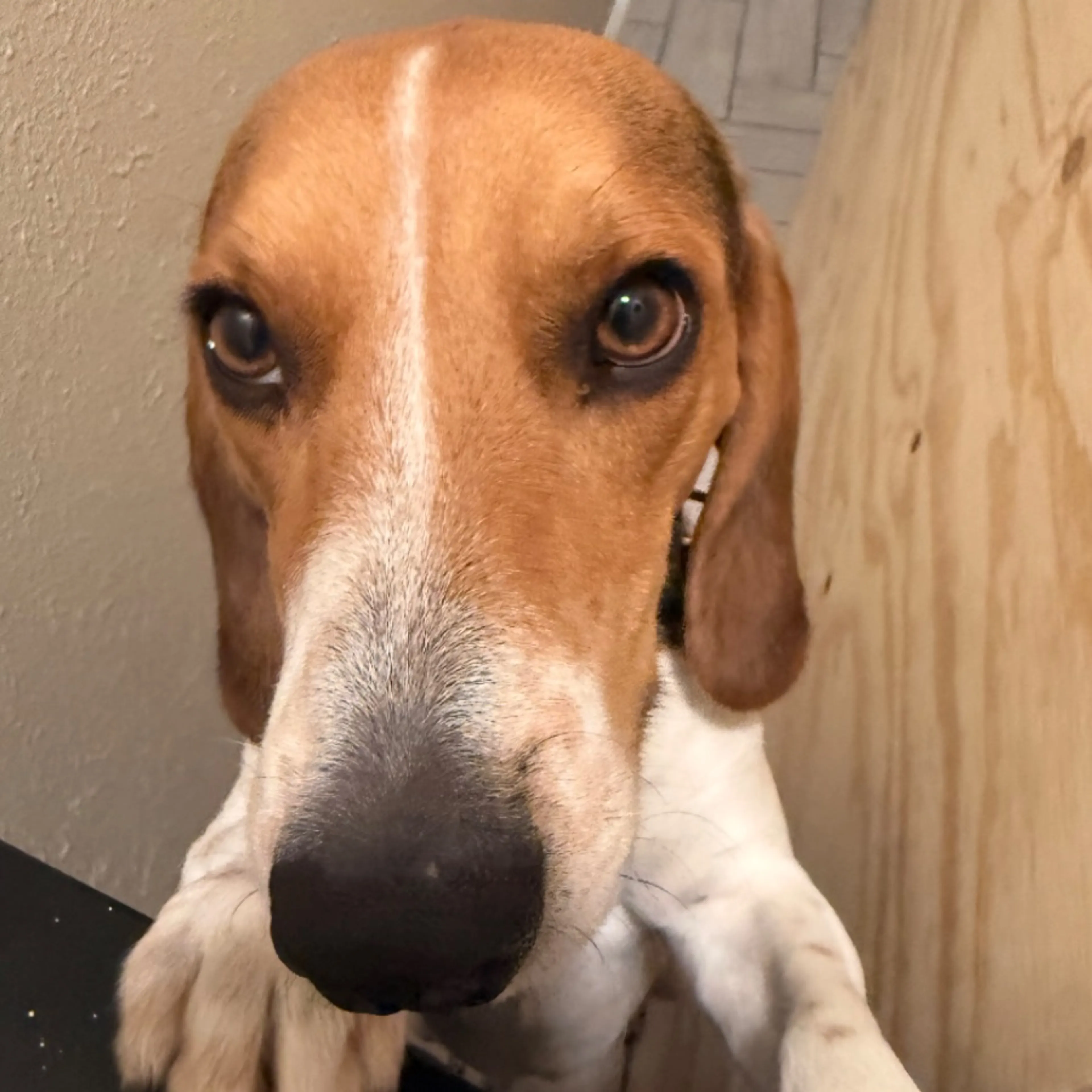 Lost pet
