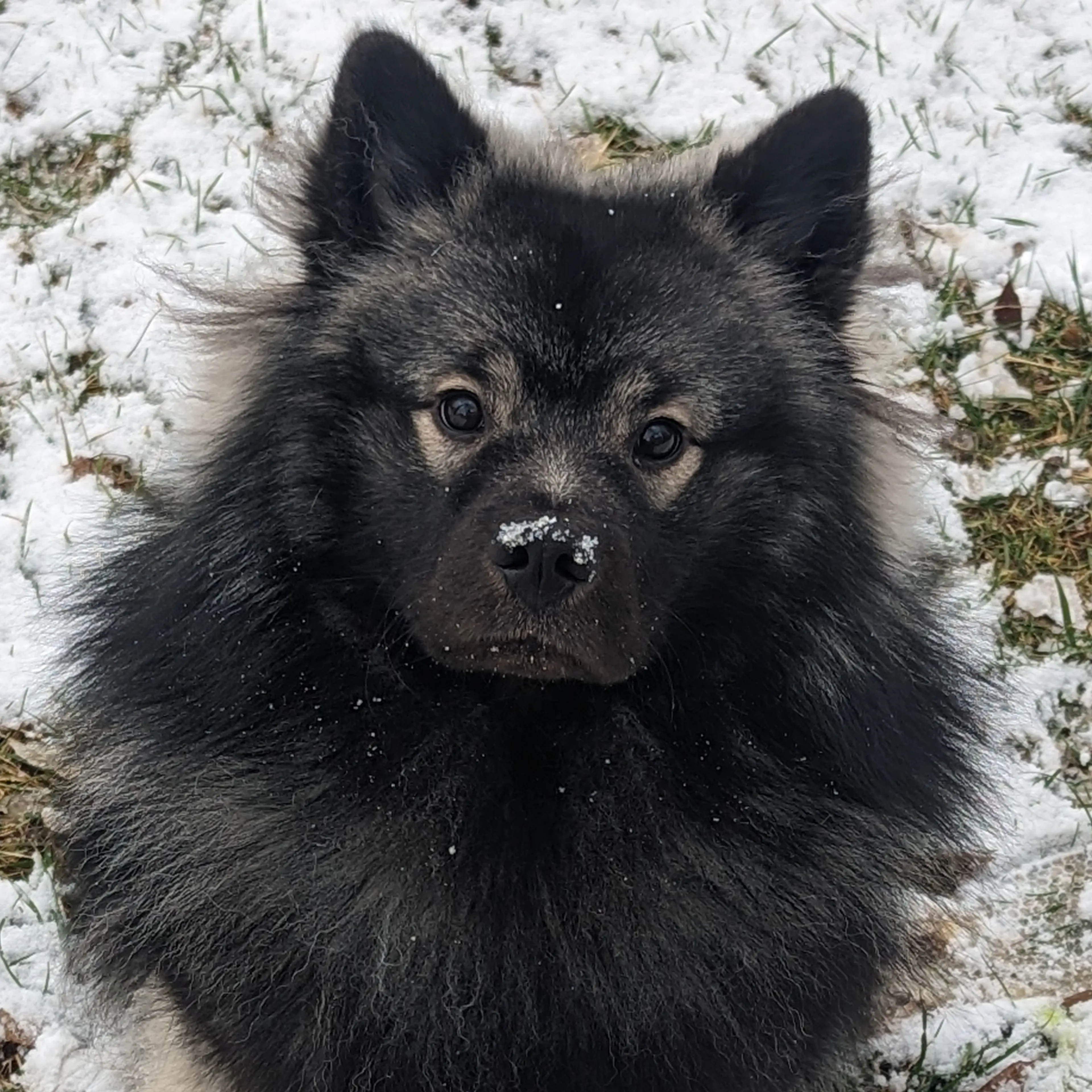 Lost pet-1