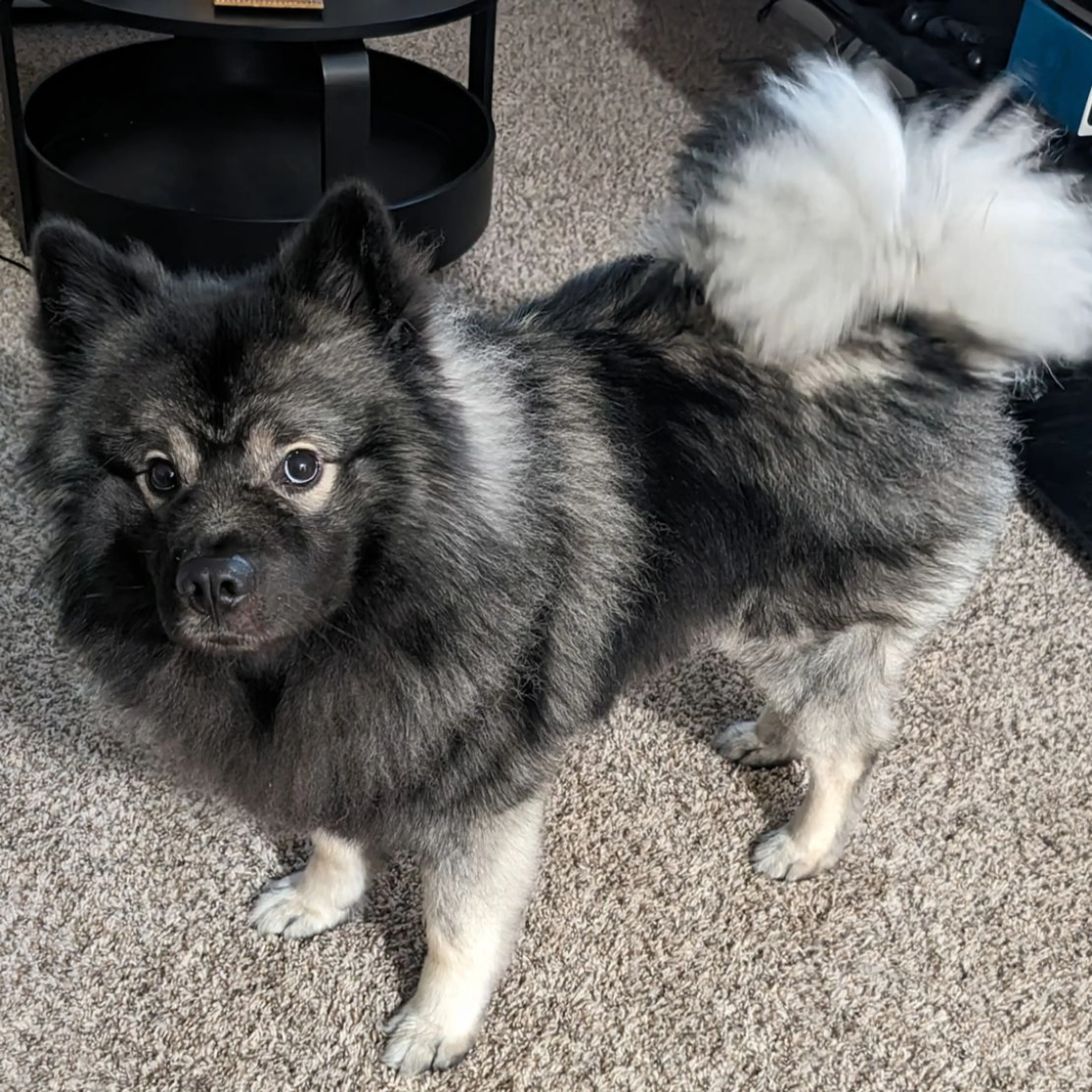 Lost pet-0