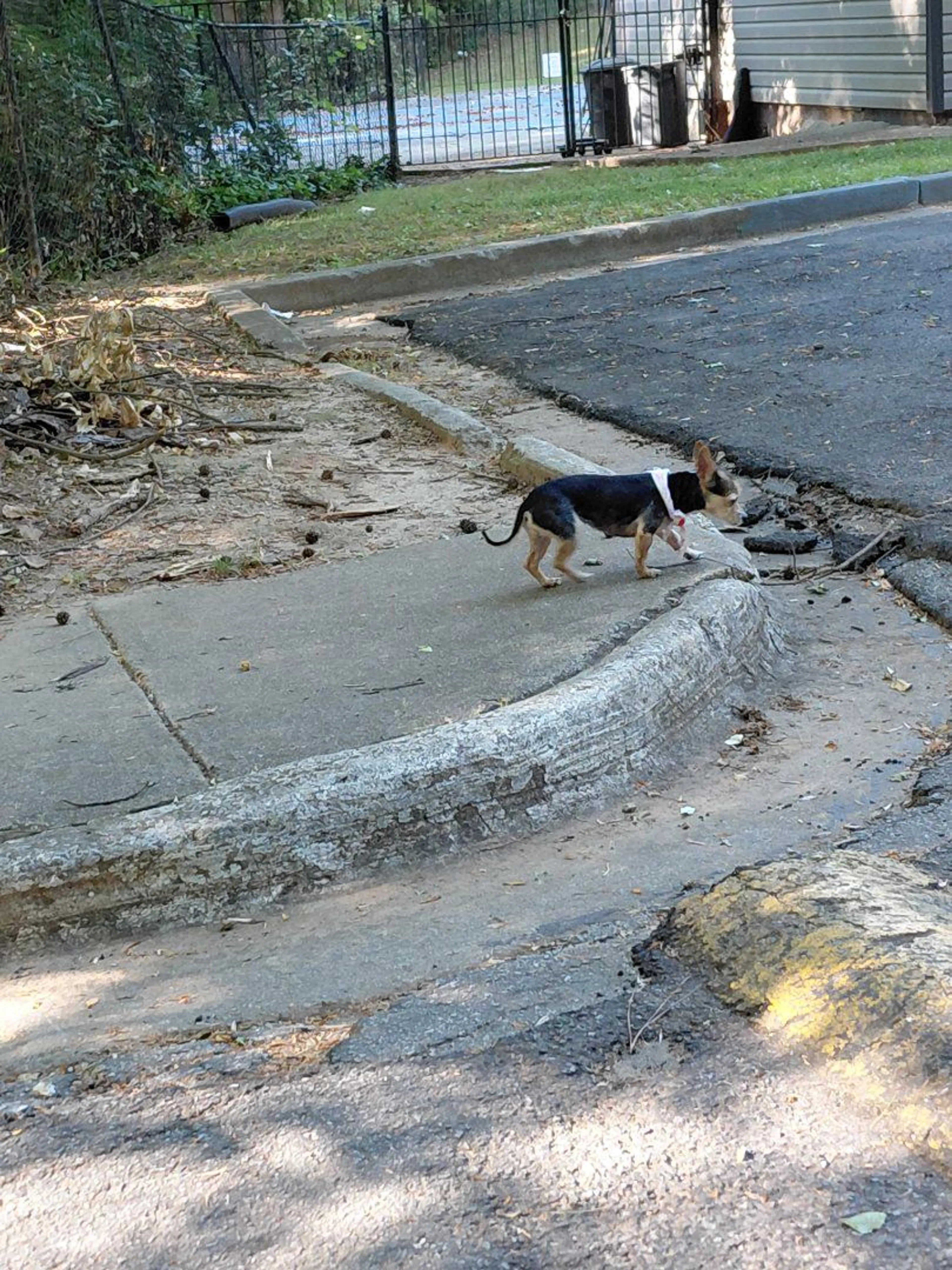 Lost pet-0