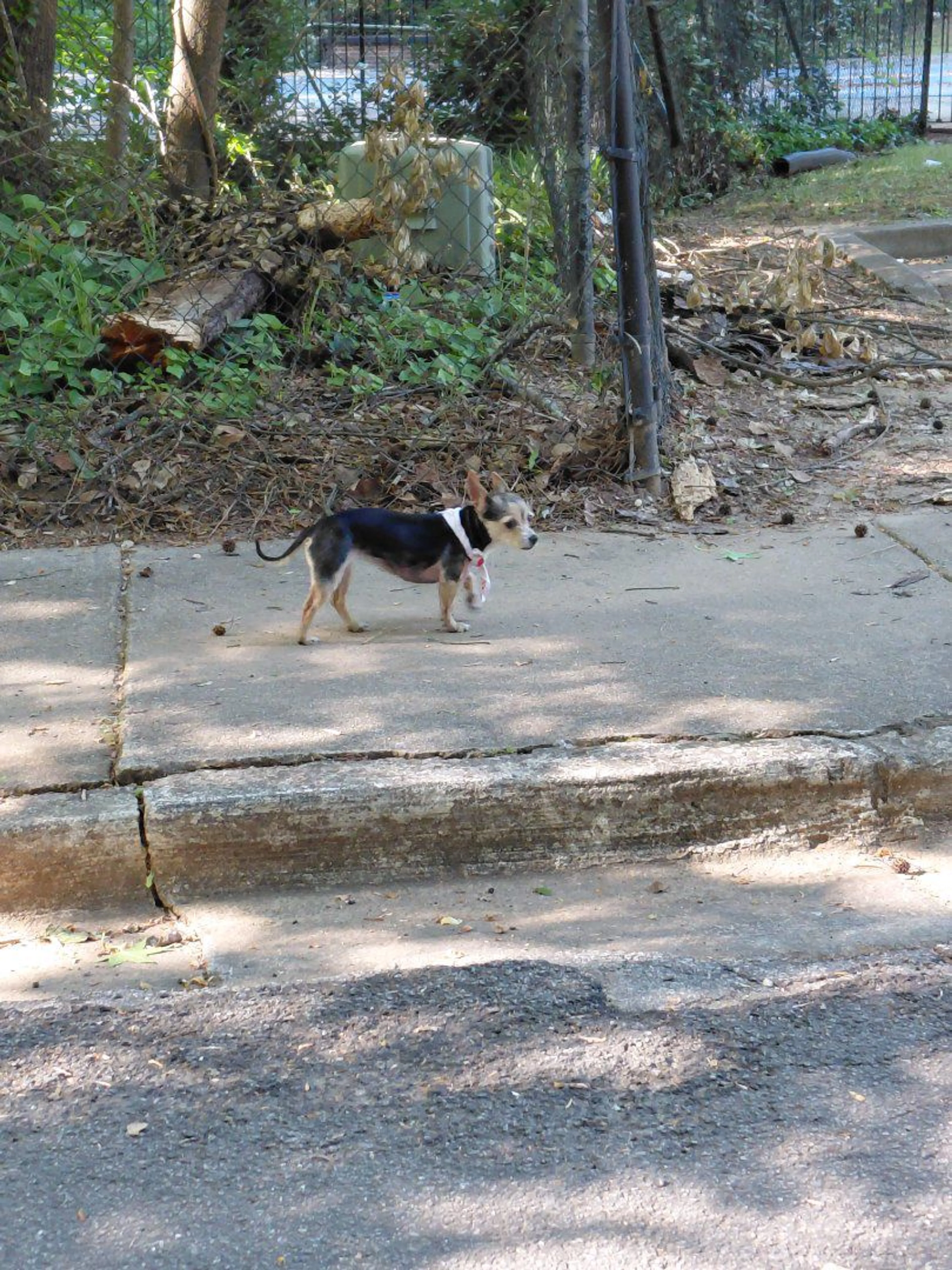 Lost pet-1