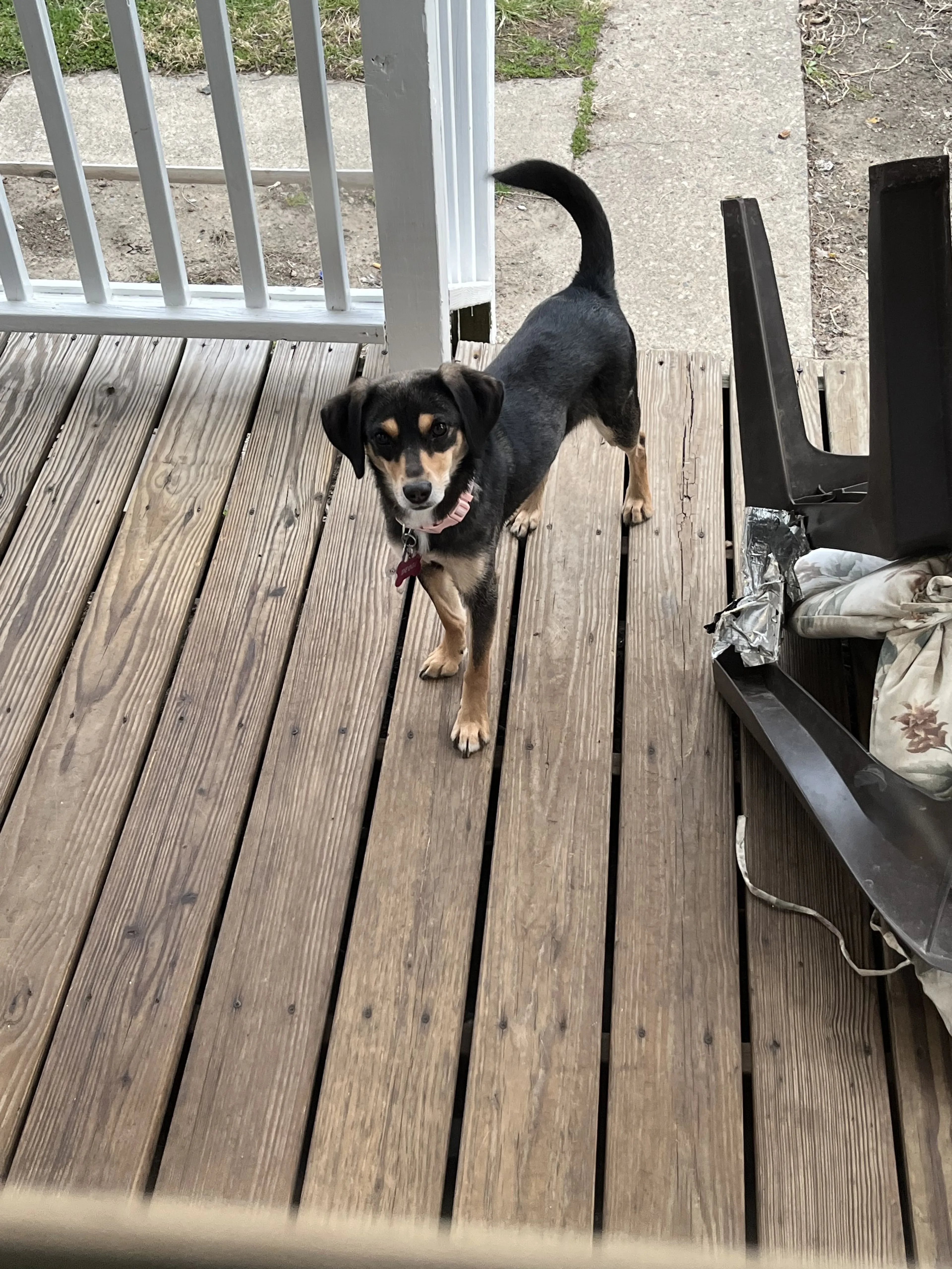 Lost pet-3