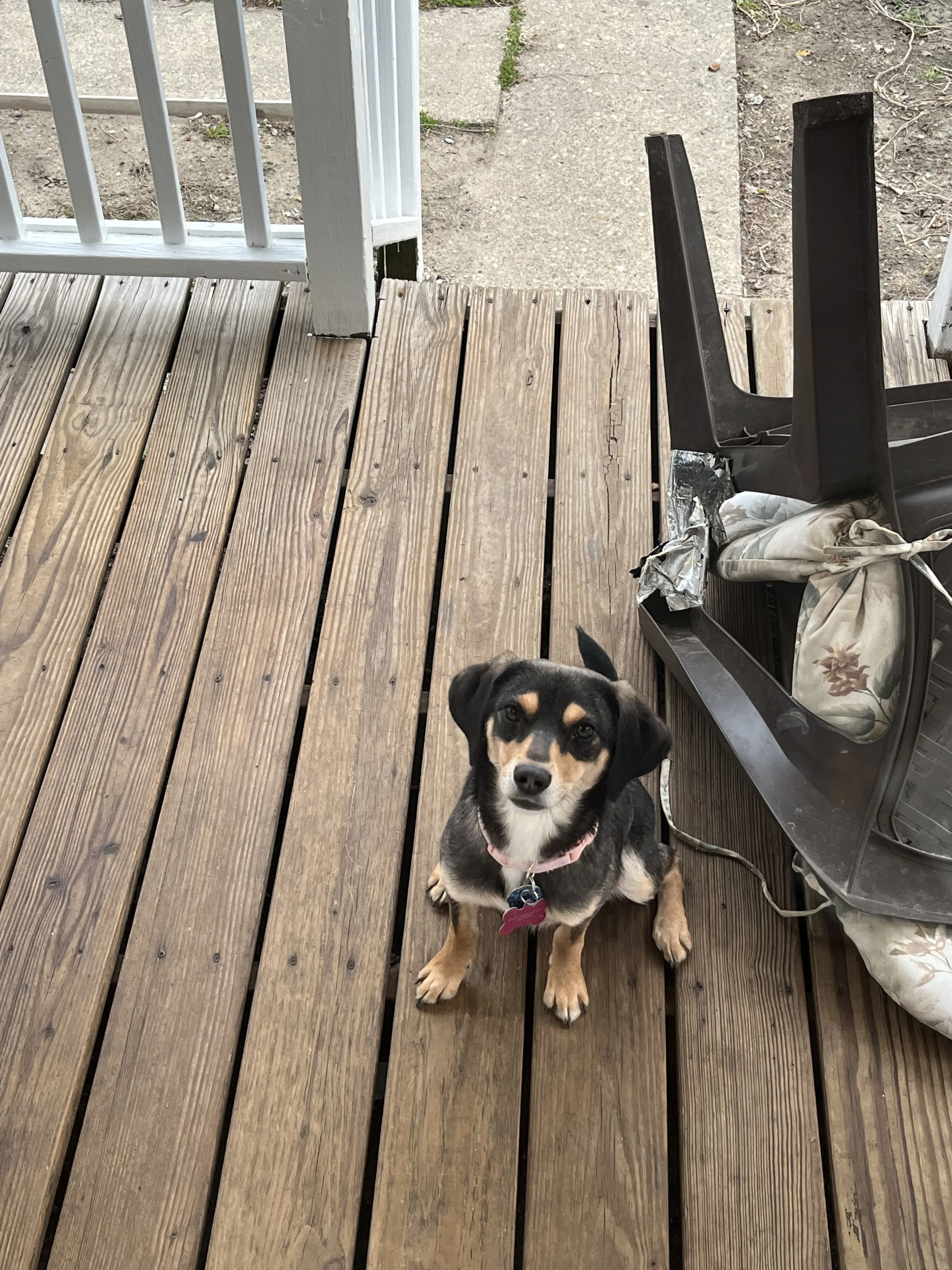 Lost pet-2