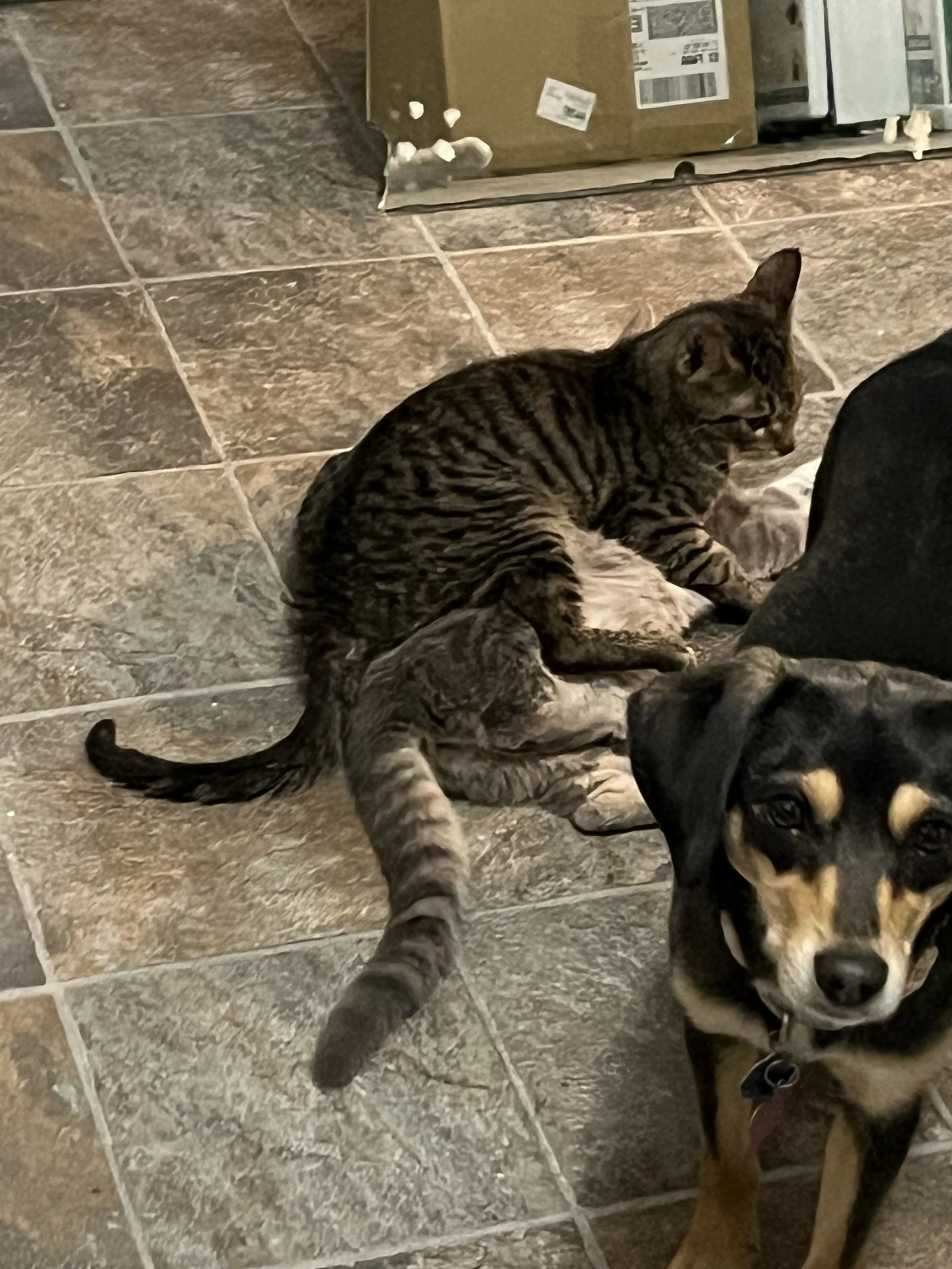 Lost pet-1