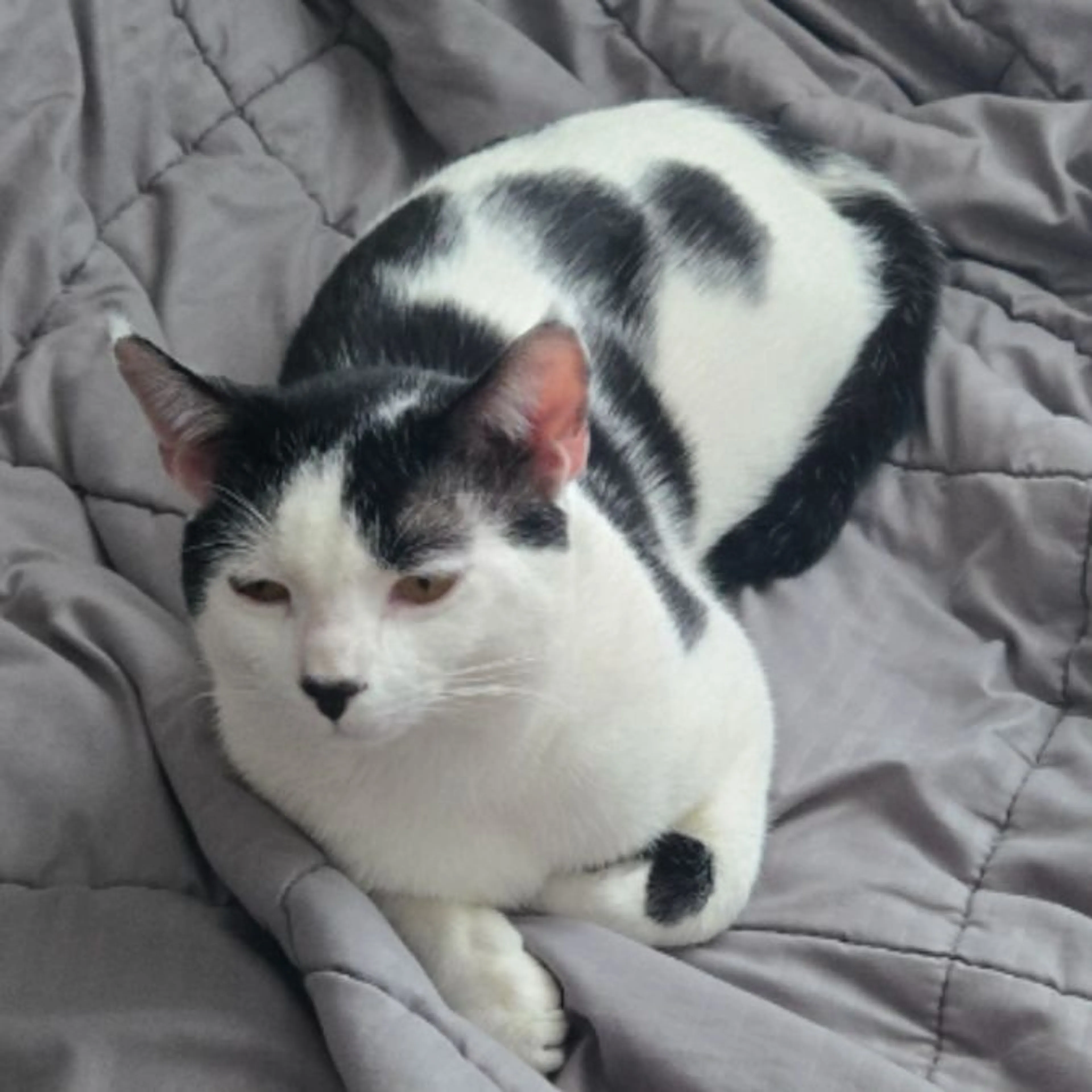 Lost pet