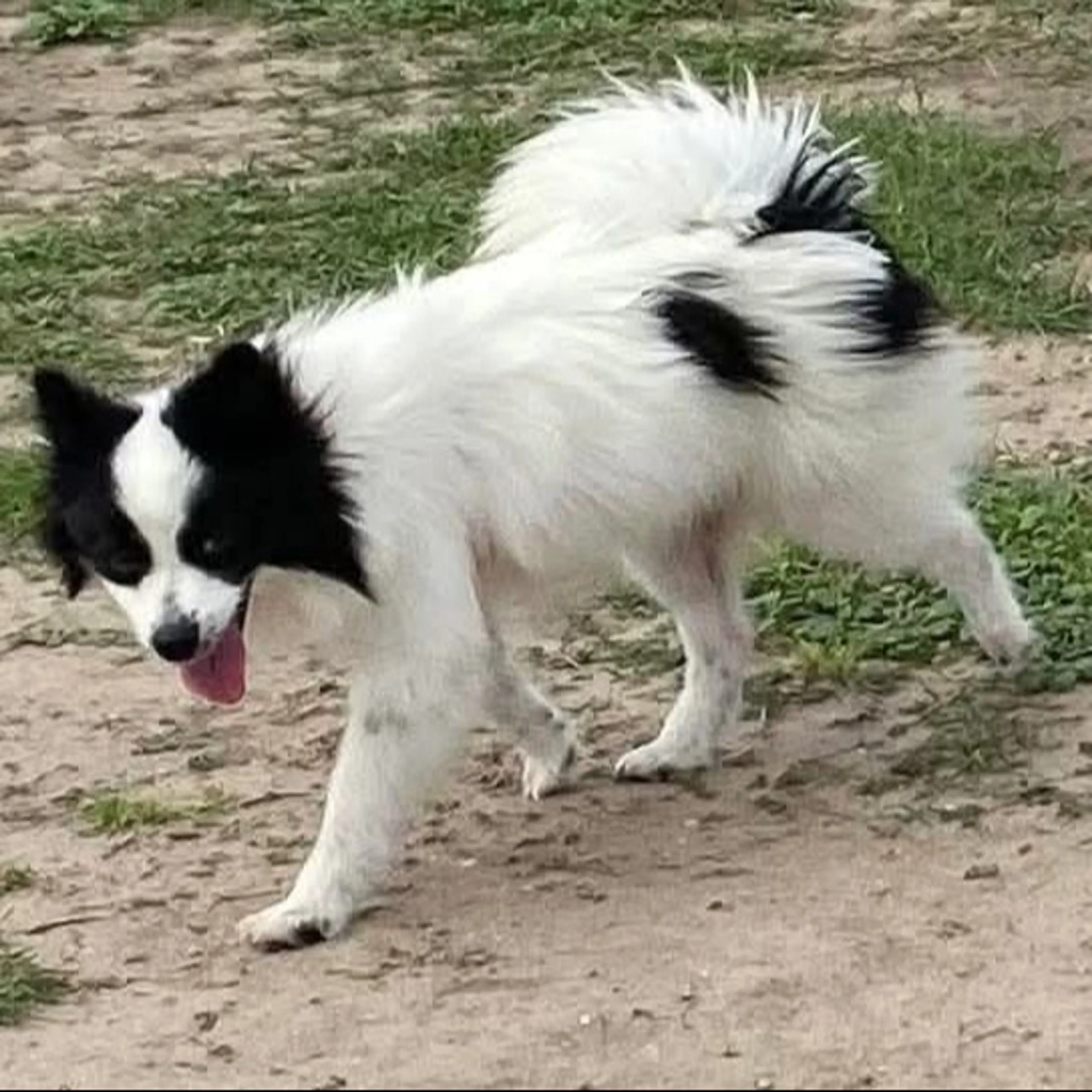 Lost pet